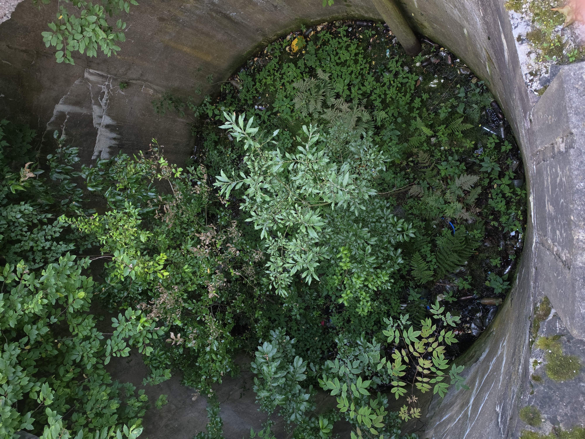 The image shows the top-down view of a concrete well or shaft that has become overgrown with dense vegetation. The walls of the shaft are rough and appear to be made of concrete, with some areas showing signs of wear and water staining. The bottom of the shaft is filled with a thick carpet of green plants, including ferns and leafy bushes, obscuring the ground below. Scattered amongst the vegetation and along the edges of the shaft are various pieces of litter, primarily plastic bottles and other debris. A wooden post is visible protruding from the right side of the shaft. The surrounding area is also overgrown with foliage. The scene suggests an abandoned or neglected area, possibly a drainage shaft or an old utility access point, in an urban or semi-urban environment.