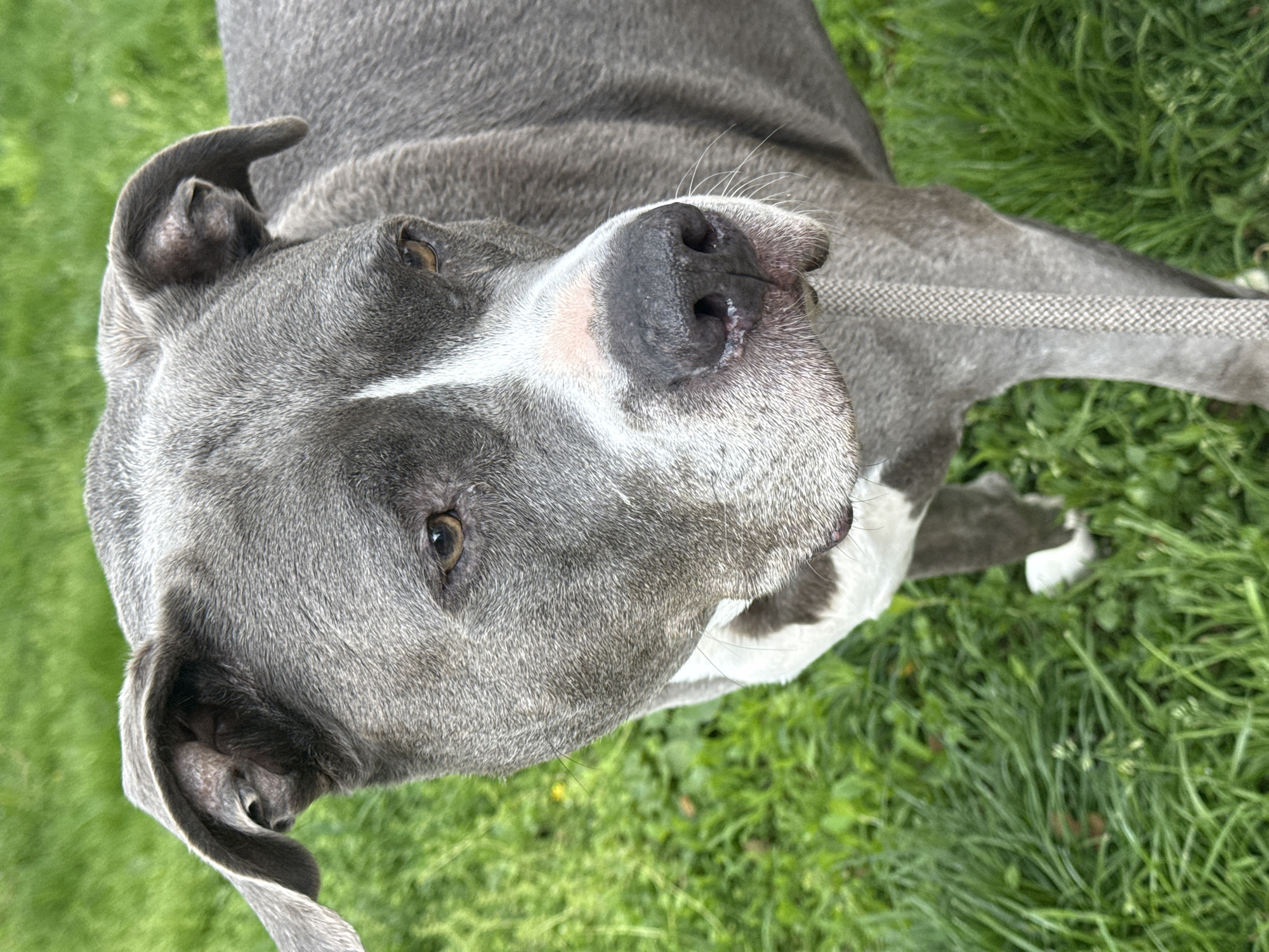 A close-up, high-angle shot features a gray dog, likely a Pit Bull or similar breed, looking directly up at the camera. The dog has short, smooth, slate-gray fur, accented by prominent white markings on its muzzle and extending down its chest. Its eyes are a warm amber-brown, conveying an attentive and calm expression. Its black nose appears moist, and fine whiskers are visible around its snout. One of its ears is partially visible, showing its inner texture. A thin, light-colored braided leash stretches diagonally across the dog's back, disappearing out of the frame. The dog's body is partially visible beneath its head, resting on or in the vibrant green grass that forms the background. The lush grass suggests an outdoor setting, such as a park or backyard, in Esch-sur-Alzette, Luxembourg. The natural, soft lighting indicates it is daytime, without harsh shadows. No text is visible in the image.