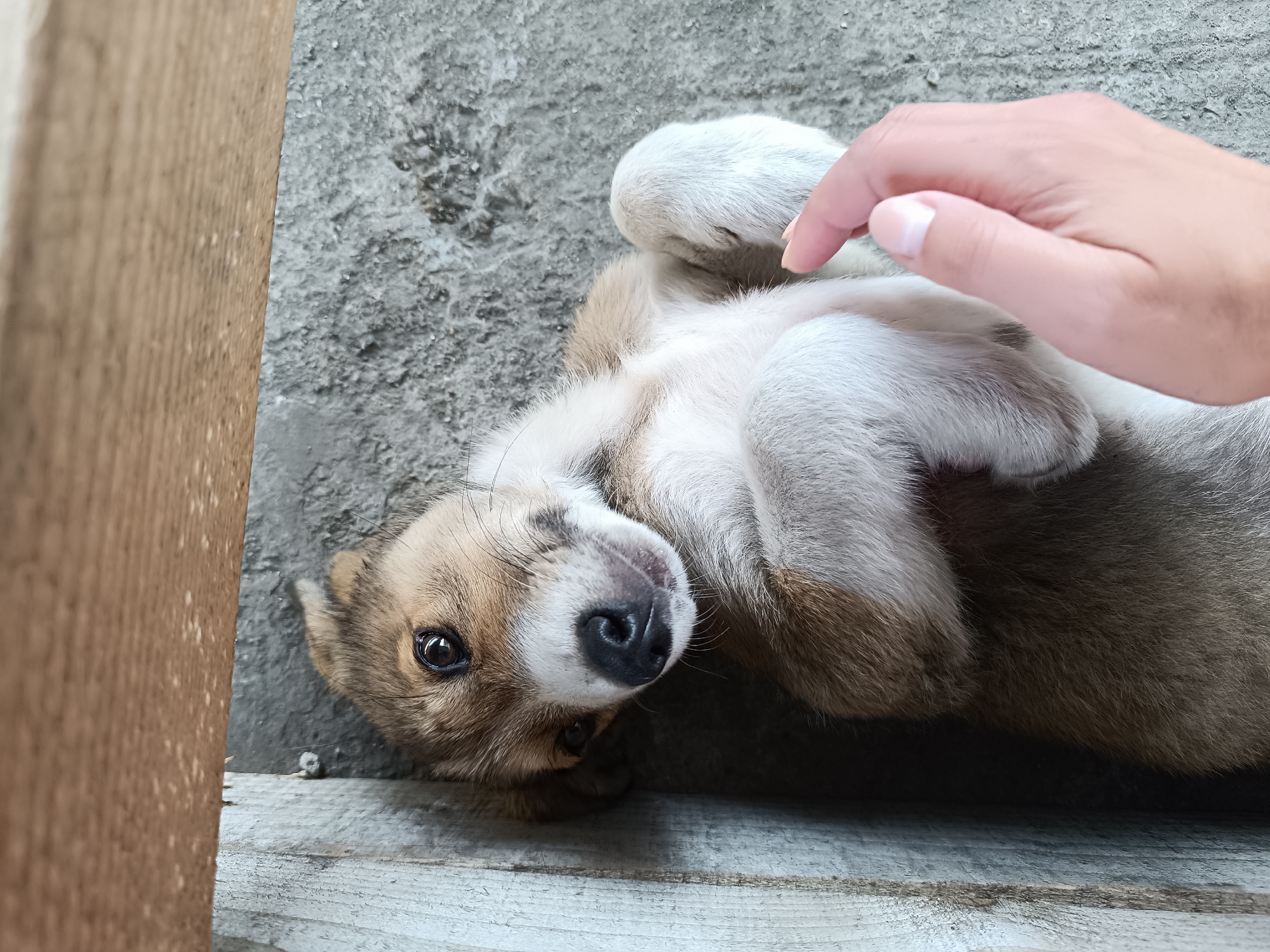 A puppy lies on its back on a textured concrete surface next to a wooden board. The puppy has brown and white fur and is looking towards the camera. A human hand is gently touching the puppy's belly. The scene appears to be outdoors, possibly in a yard or alleyway. The image is captured from a slightly elevated perspective, looking down at the puppy. The location in Târgu Jiu, Romania, is not discernible from the visual elements present in the image.