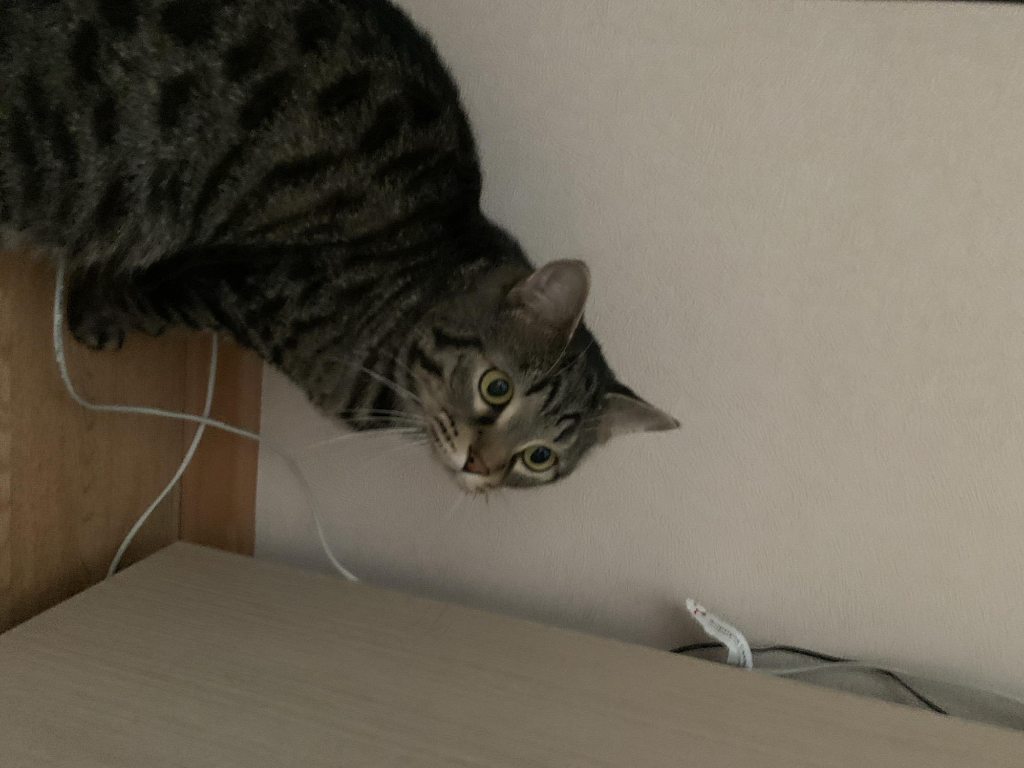 A tabby cat with prominent dark stripes is captured in an indoor setting. The cat's head, with large, round yellow-green eyes and whiskers, is central to the image, looking intently towards the bottom-right. Its body is partially visible in the upper-left. The cat appears to be peeking or observing from a raised position, possibly a shelf or cabinet.
White electrical wires are visible on the left side, draped near the cat and a light-colored wooden panel. The wooden surface extends across the bottom of the frame, where a dark cable and a small white object (possibly a cable tie or a piece of a device) are visible. A light-colored wall forms the background. The lighting is soft, suggesting an indoor environment without strong natural light. The cat's wide, focused eyes convey curiosity or alertness. There is no visible text in the image. The location context for this scene is Stavropol, Russia.