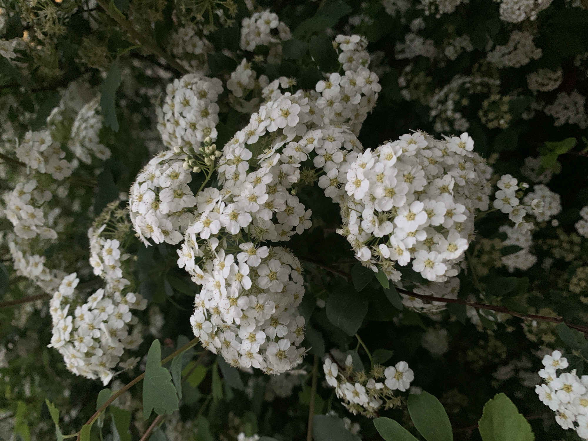 The image shows a close-up of a flowering bush, possibly a Spirea, with clusters of small white flowers dominating the frame. Green foliage is visible behind and around the flower clusters. The lighting is subdued, suggesting an overcast day or evening. The image does not provide information to verify the location of Stavropol, Russia.