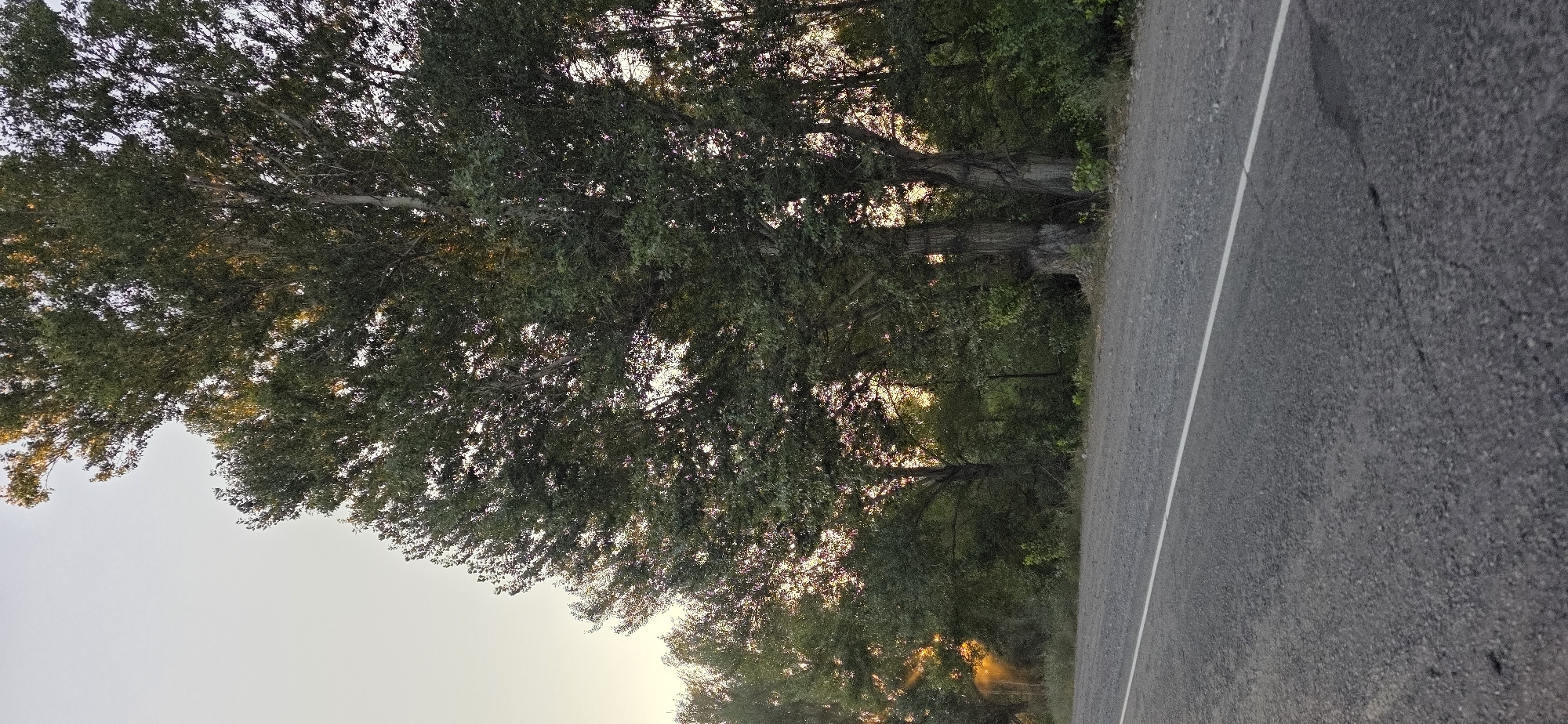 The image depicts a roadside view in Tokmok City, Kyrgyzstan. A paved road with a white lane divider runs diagonally across the lower portion of the frame. To the right of the road, a dense line of trees with dark green foliage forms a natural barrier. Sunlight filters through the leaves, casting warm hues and creating a dappled effect, particularly visible on the left side where the sun's rays burst through the trees. The sky above is a pale, clear gradient, suggesting either early morning or late afternoon. The overall scene is one of a rural or semi-rural roadside, characterized by the juxtaposition of the man-made road and the natural growth of the trees. There are no people or vehicles visible in the image.
