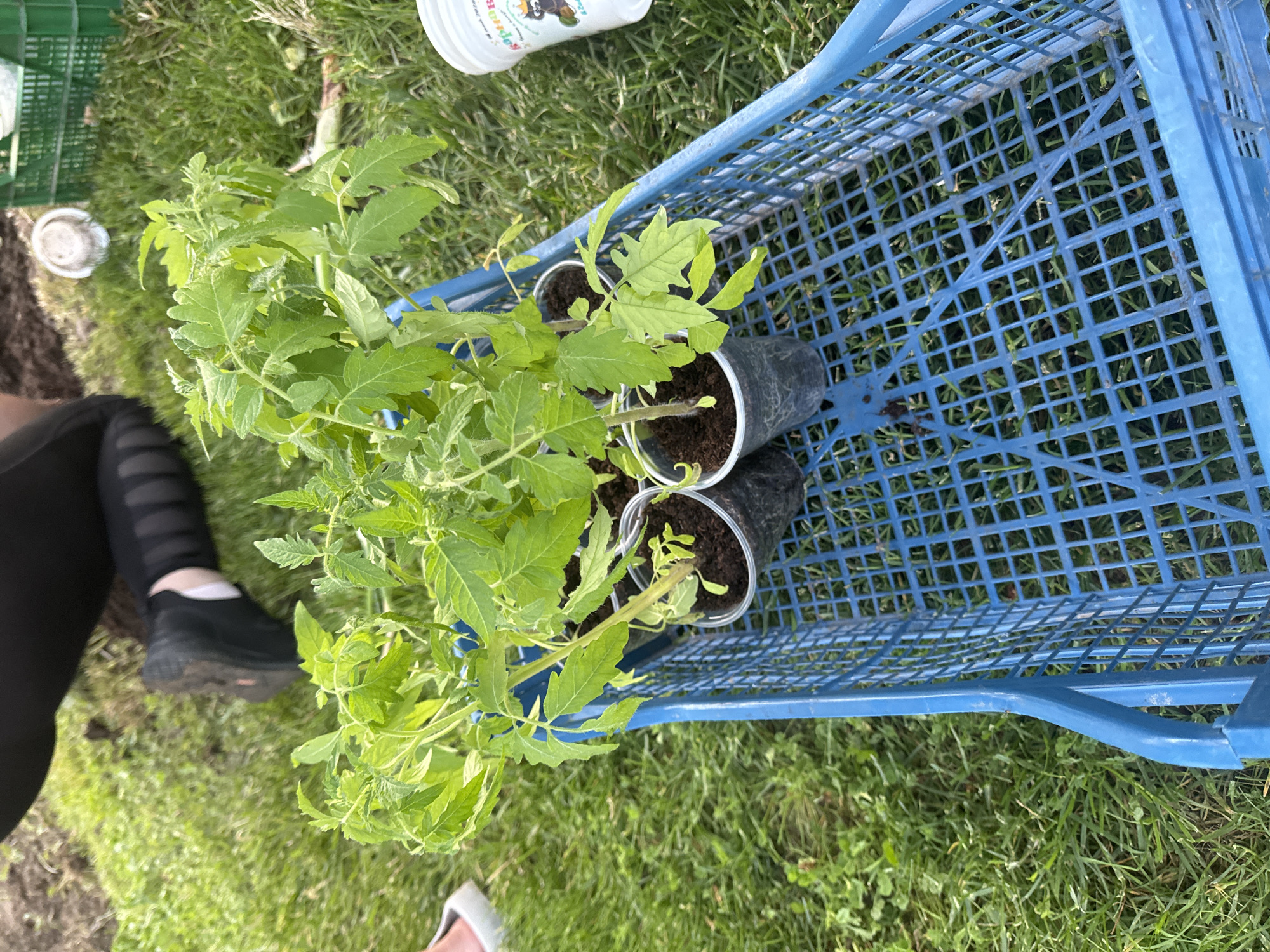 The image shows three young tomato plants in black plastic pots sitting in a blue plastic shopping cart. The plants have bright green leaves and are relatively healthy. The cart is on a patch of green grass. Part of a person wearing black leggings and a black shoe is visible in the lower left corner of the image. Part of a white bucket is visible in the upper center of the image. The scene appears to be outdoors on a sunny day. There is no information to indicate the location is in Varna, Bulgaria.