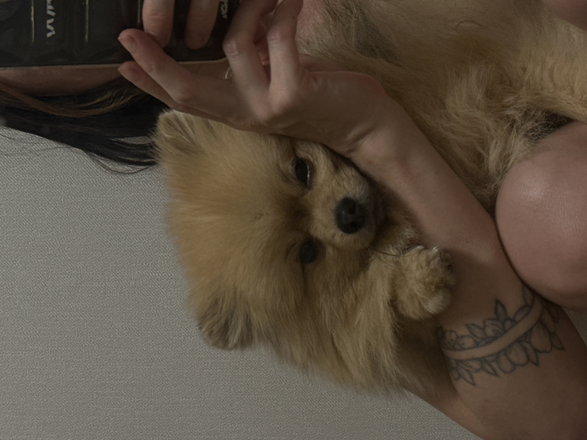 A Pomeranian dog rests on a person's arm, its head tilted and eyes partially closed. The person is holding a smartphone in their right hand, and their left arm, adorned with a floral tattoo, is supporting the dog. The background is a textured, neutral-colored wall, suggesting an indoor setting. There is no indication of the city of Votkinsk, Russia.