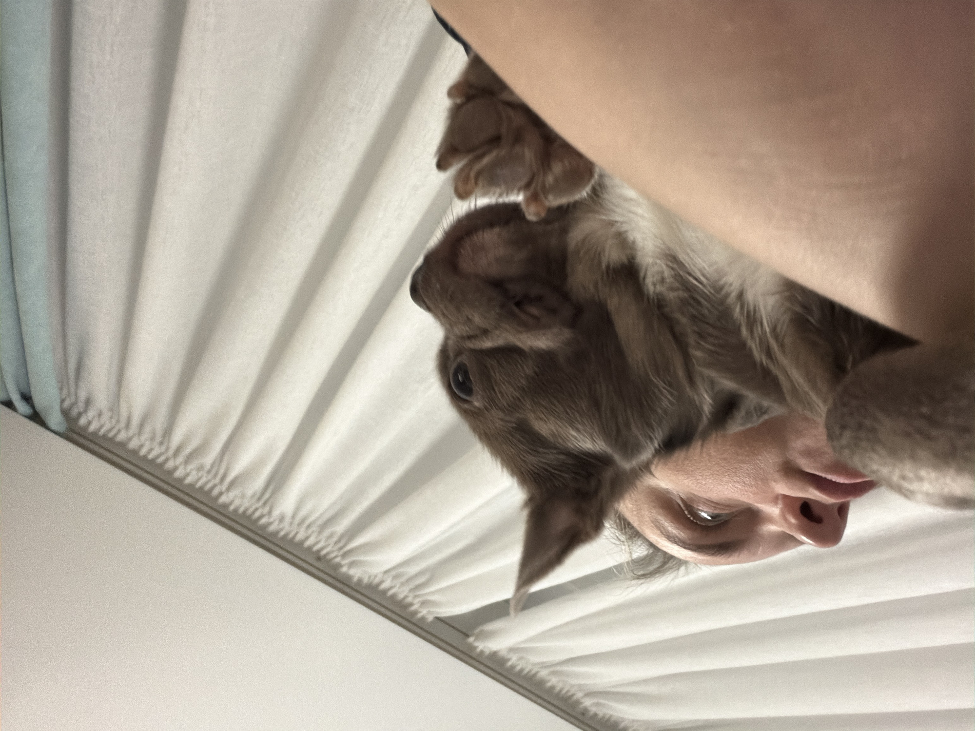 A human subject lies on a white bed sheet and a brown canine is positioned above the human's head. The human face is visible, with a nose, lips, and one visible eye. The canine is facing down with paws extended. The location is undeterminable.