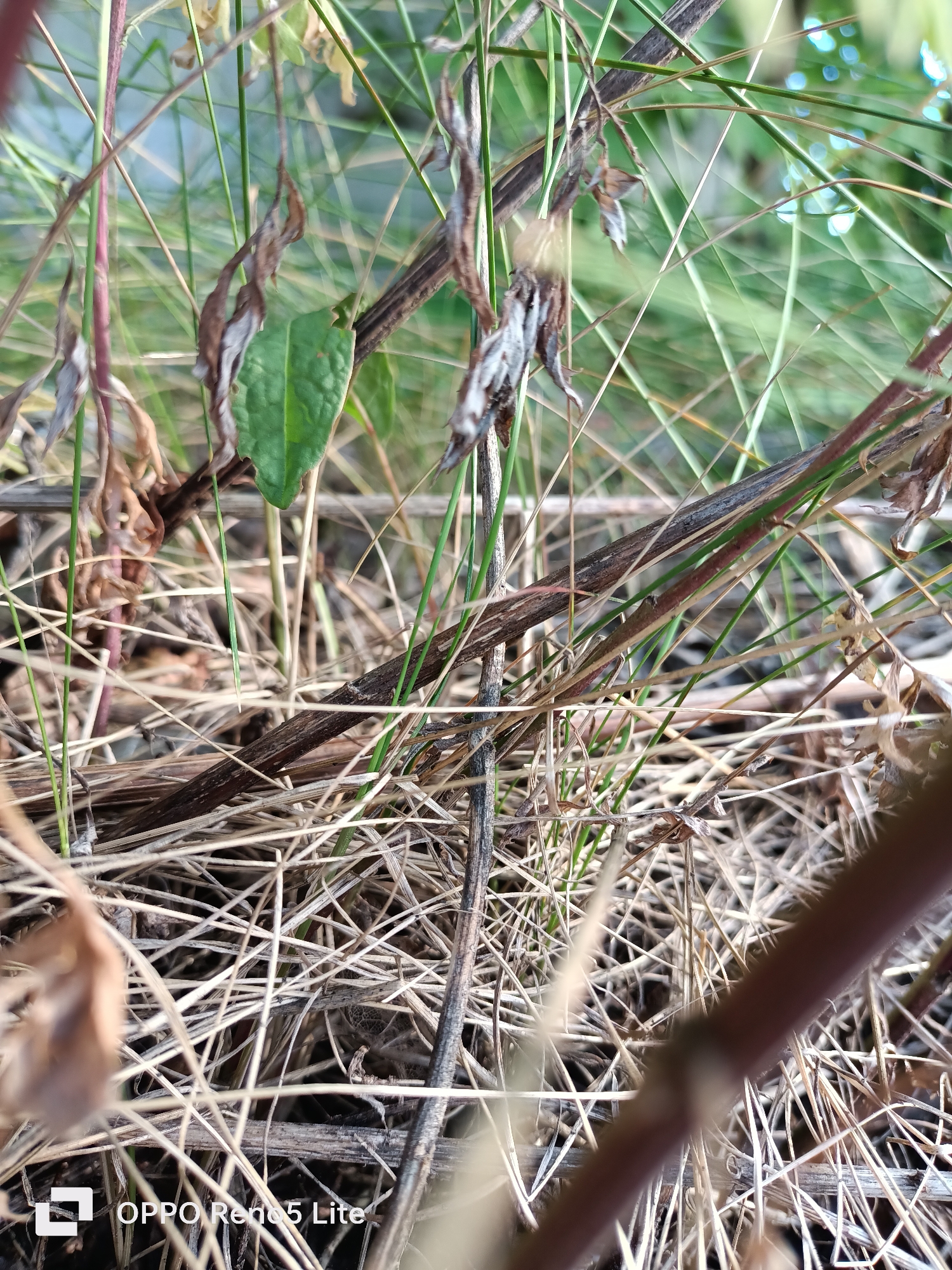 This is a close-up, low-angle shot of dry grass and thin, reddish-brown stems. Some green grass is visible in the background, and there are some dry, brown, withered leaves clinging to the stems. The foreground is dominated by a thick tangle of dry grass and stems, with a larger, blurred reddish-brown stem in the lower right corner. The background is out of focus, showing a soft green blur with some circular highlights that suggest distant lights or specular reflections. The image has a watermark in the bottom left corner that reads "OPPO Reno5 Lite".
The image depicts a natural scene, likely outdoors. Without further information, it is impossible to determine the specific location within Tallinn, Estonia. The scene appears to be a natural or semi-natural environment, such as a park, garden, or field, rather than a strictly urban setting. There are no people or animals visible in the image. The primary subjects are the plant matter.