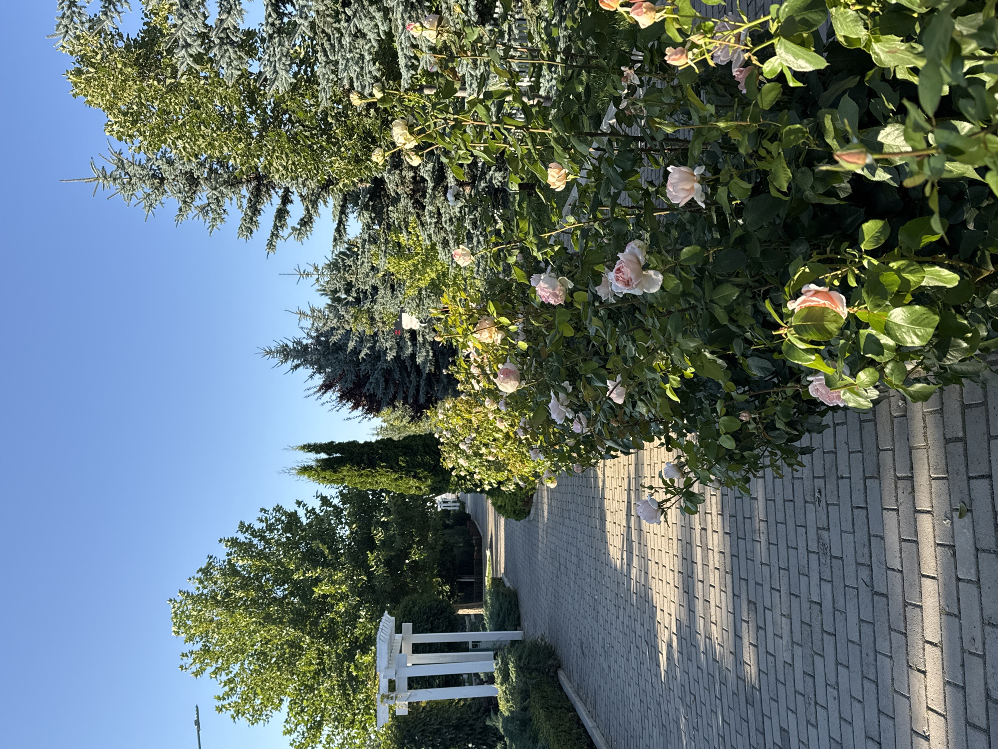 The image depicts a sun-drenched garden pathway in Sary-Oy, Kyrgyzstan. The pathway is paved with light-colored bricks and is lined on the right by a lush rose bush with pale pink and white blooms. Beyond the rose bush, several evergreen trees stand tall, their branches creating a textured backdrop. On the left side of the path, a white pergola stands amidst manicured greenery, with more trees and bushes extending into the distance. The sky is a clear, vibrant blue. The scene suggests a tranquil and well-maintained outdoor space, likely a park or a residential garden. There are no people or animals visible in the image. The light suggests it is either early morning or late afternoon, with shadows cast across the pathway.