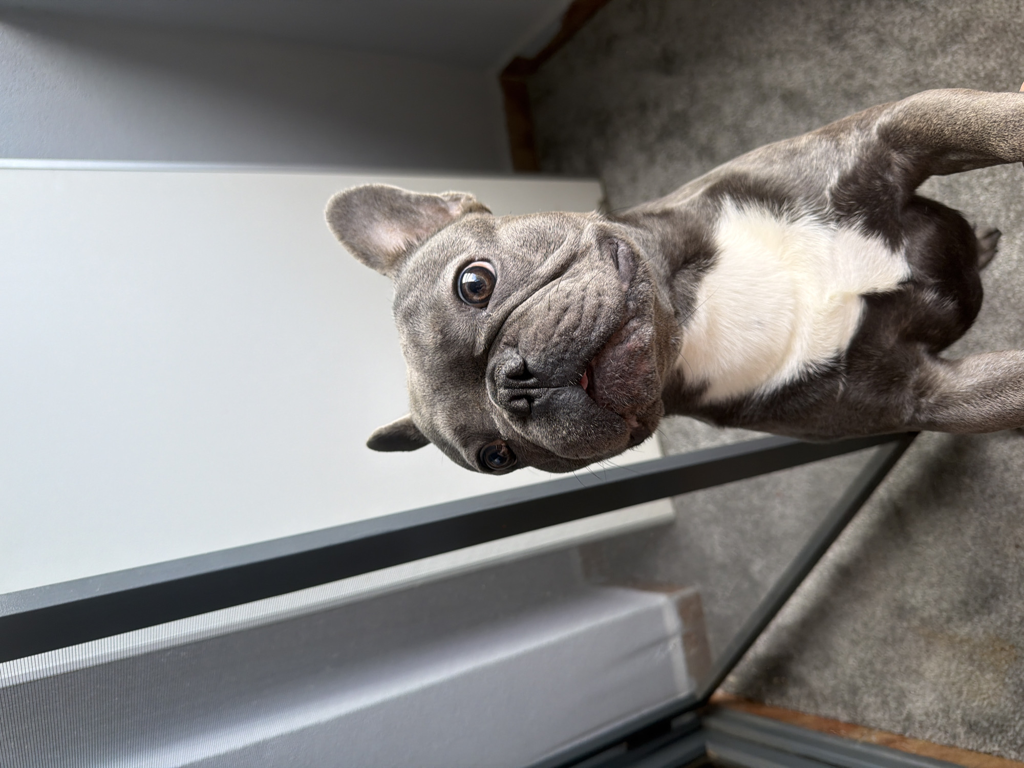 The image shows a close-up, slightly angled shot of a French bulldog looking up at the camera. The dog is grey with white markings on its chest and face. Its ears are perked up, and its eyes are wide and dark, giving it an alert and curious expression. The dog's face is wrinkled, characteristic of the breed, and its tongue is slightly visible.
The dog appears to be in an indoor setting, possibly near a window or a piece of furniture. A grey, textured carpet is visible in the background, and a portion of a white wall and a dark-colored frame or railing are also present in the foreground. The lighting suggests it is daytime, but no specific external weather conditions are discernible. The overall mood conveyed by the image is one of playful curiosity and direct engagement with the viewer. The image is oriented such that the dog's head is towards the top and it's looking upwards. No text is visible in the image.