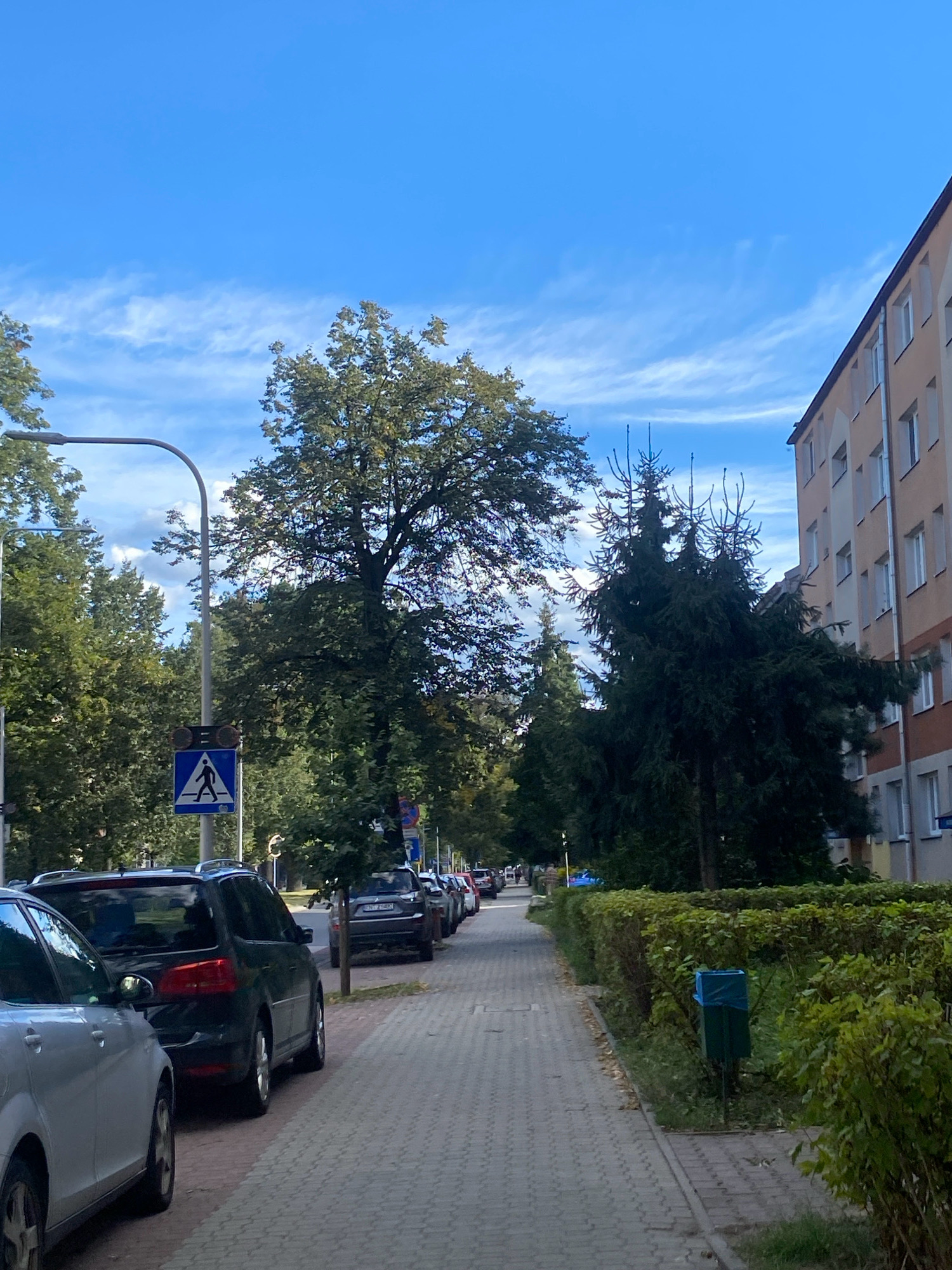 The image depicts a street scene in Nowy Sącz, Poland, characterized by a pedestrian walkway made of grey paving stones. To the left of the walkway, cars are parked along the street, including a silver vehicle in the foreground and a dark SUV behind it. Across from the parked cars, a row of lush green hedges borders the walkway, with a dark green trash bin with a blue bag visible within the hedges. Further down the street, a line of trees and a multi-story apartment building with a light-colored facade and white-framed windows are visible on the right. The sky above is a clear blue with thin, wispy white clouds. A pedestrian crossing sign is prominently displayed on a pole near the parked cars. The overall scene suggests a residential or urban area with moderate greenery and pedestrian infrastructure.