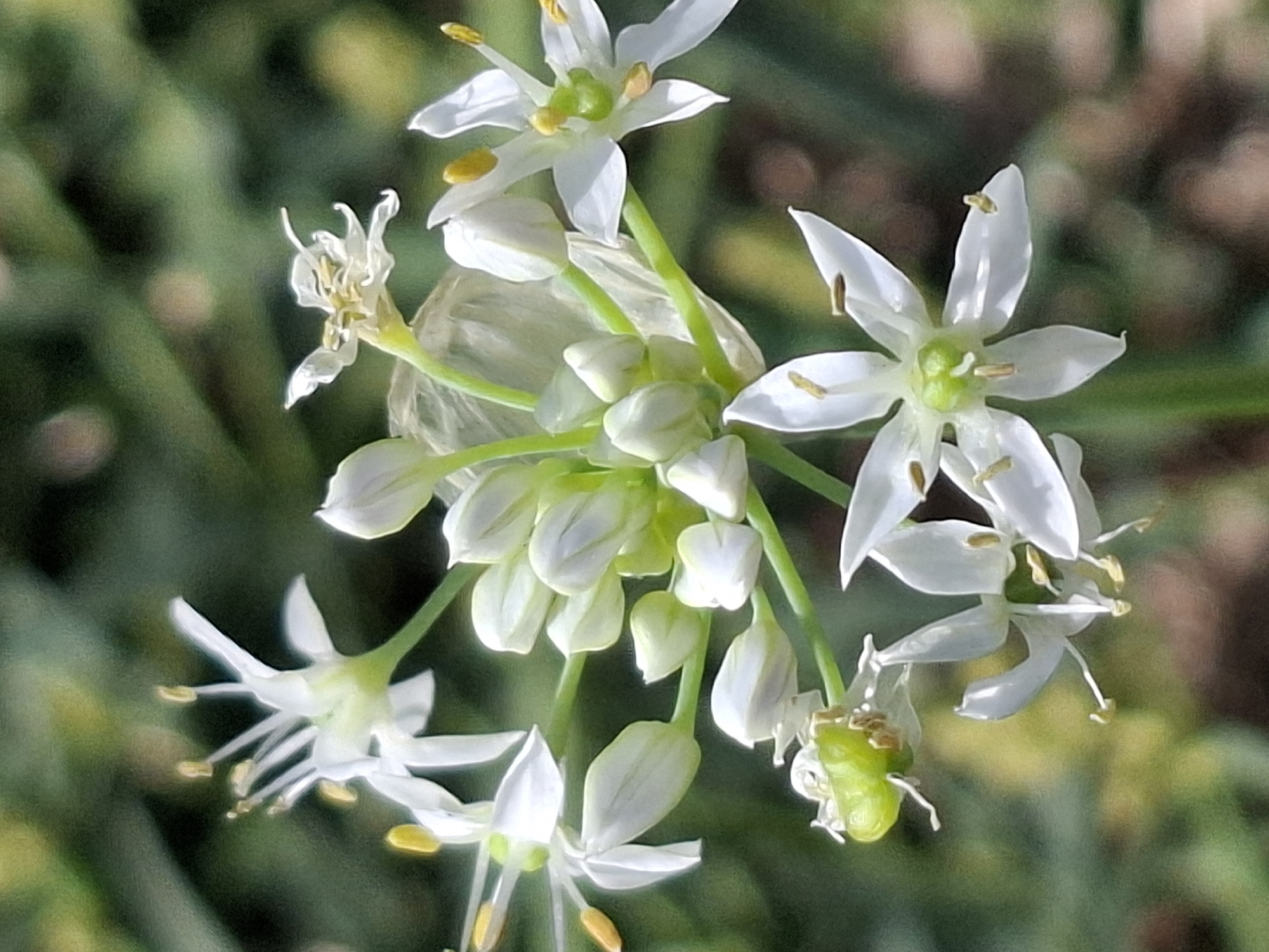 A close-up, vertical shot captures a cluster of white flowers with delicate petals and yellow anthers. Some flowers are in full bloom, revealing their star-like structure, while others are in various stages of bud development, appearing as tightly closed white tips. A single, small, green bulbous fruit is visible, attached to one of the stems. The background is softly blurred, showcasing a bokeh effect with muted greens and yellows, suggesting a natural, leafy environment, possibly a garden or park. The lighting is diffused, highlighting the textures and delicate nature of the flowers. There are no people or identifiable man-made structures in the image. This image does not contain any specific geographical markers to determine its location within the city of Almaty, Kazakhstan.