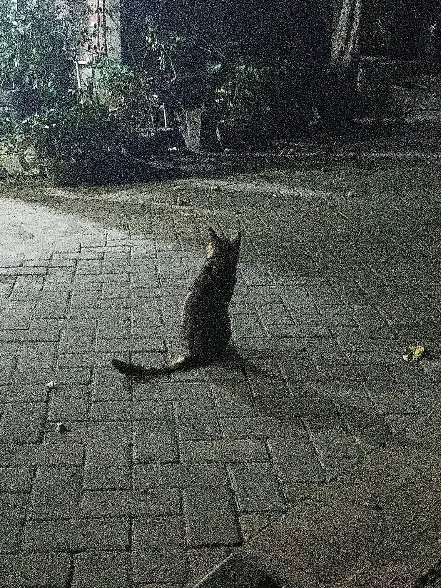 A domestic cat sits on a brick-paved surface in a dimly lit outdoor area. The cat is facing away from the camera and appears to be looking to its left. The brickwork is laid in a running bond pattern. In the background, there is dense foliage and trees, with some indistinct structures visible. The lighting suggests it is nighttime or very early morning, with a single light source casting a shadow from the cat onto the bricks. The overall impression is one of a quiet, somewhat mysterious urban or suburban setting.