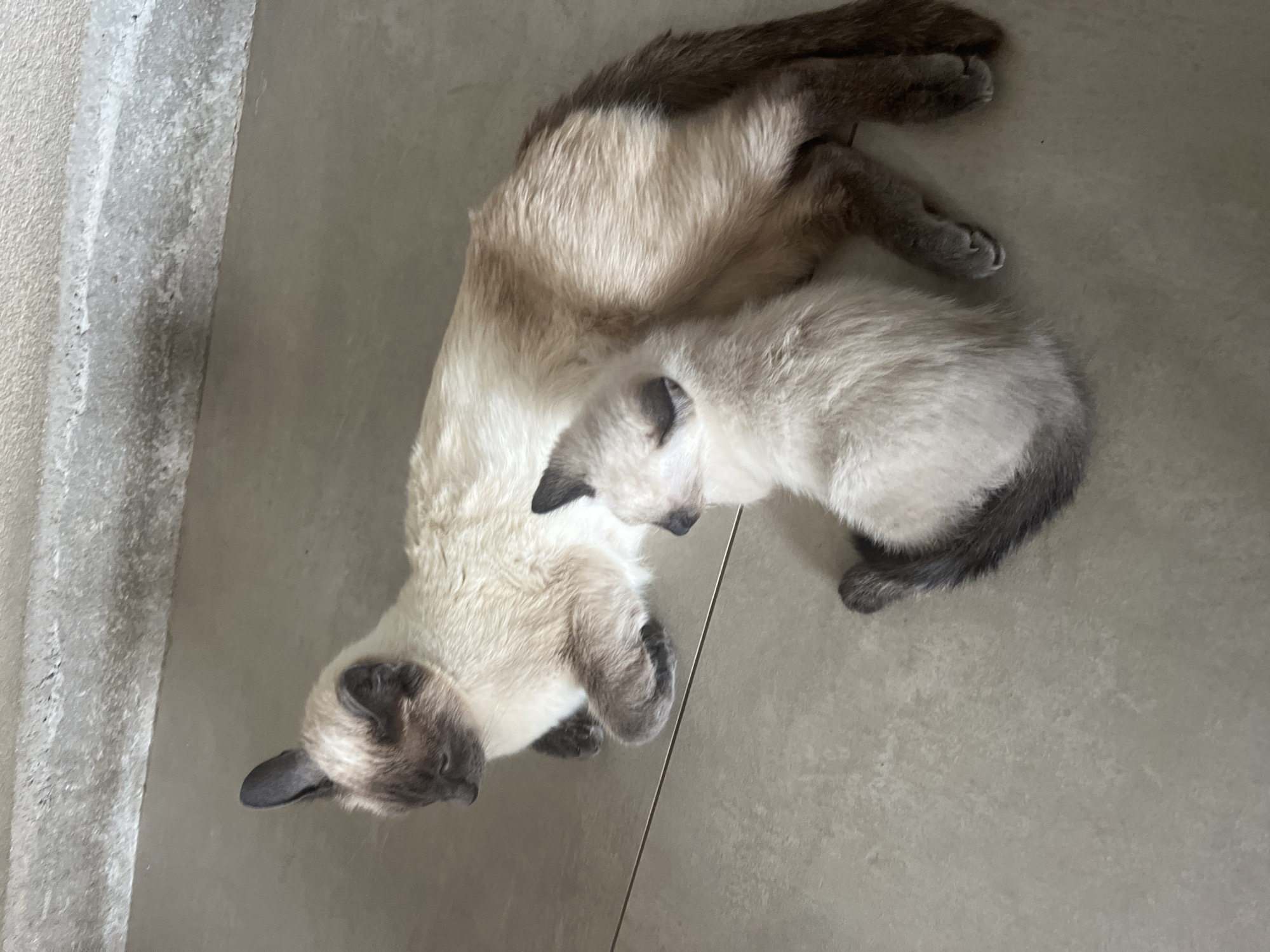 An adult Siamese cat and a kitten are lying on a light-colored tiled floor next to a raised concrete step. The adult cat is cream-colored with darker points on its ears, face, legs, and tail. It is lying on its side with its paws tucked underneath. The kitten is mostly cream-colored with some darker markings on its ears and tail, and it is nestled close to the adult cat, also lying down. The concrete step is textured and appears to be part of an indoor or outdoor walkway. The scene is lit by natural light, creating soft shadows. The overall impression is one of domestic tranquility.