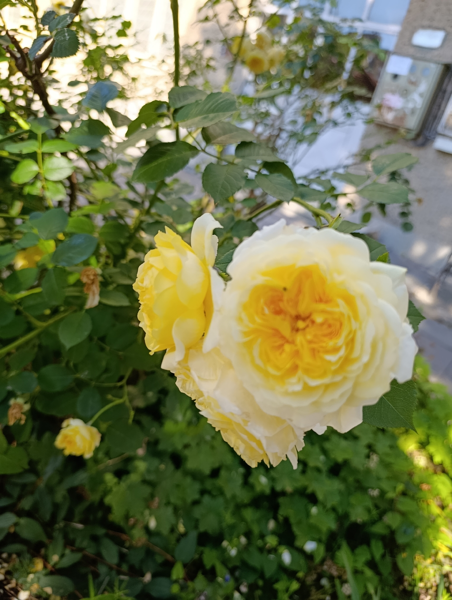 The image shows a close-up of pale yellow roses blooming on a rose bush. The roses are multi-petaled and appear to be in full bloom, with some opening buds visible. The background is a blur of green foliage, suggesting an outdoor garden setting. In the upper right quadrant, a building with a window and a white framed object is partially visible, indicating an urban environment. The lighting suggests it is daytime, with sunlight filtering through the leaves and highlighting the petals of the roses. The image does not provide any information about the city of Razgrad, Bulgaria, or any people.