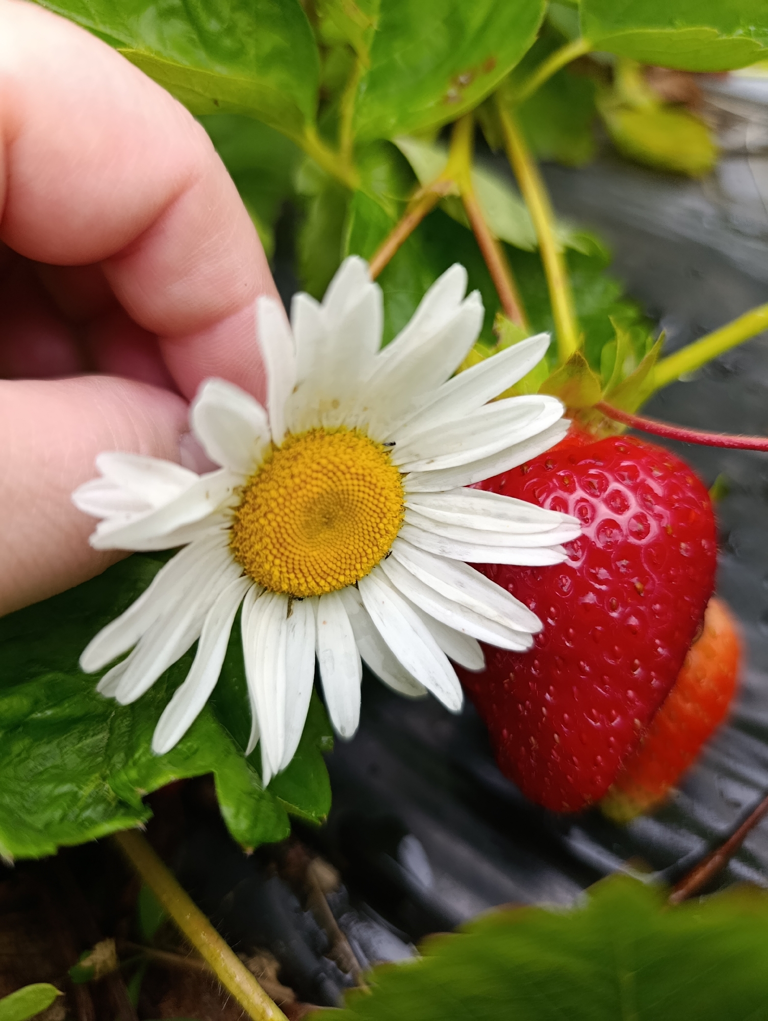 A close-up, slightly angled shot shows a hand holding a white daisy with a yellow center next to a ripe red strawberry. The daisy's petals are white and slightly curved. The strawberry is a vibrant red with visible seeds. Green leaves of the strawberry plant are visible in the background, along with dark-colored ground cover. The scene appears to be outdoors, possibly in a garden or field. The image is not specific to Zhigalki, Russia, as there are no identifiable landmarks or context to indicate this location.