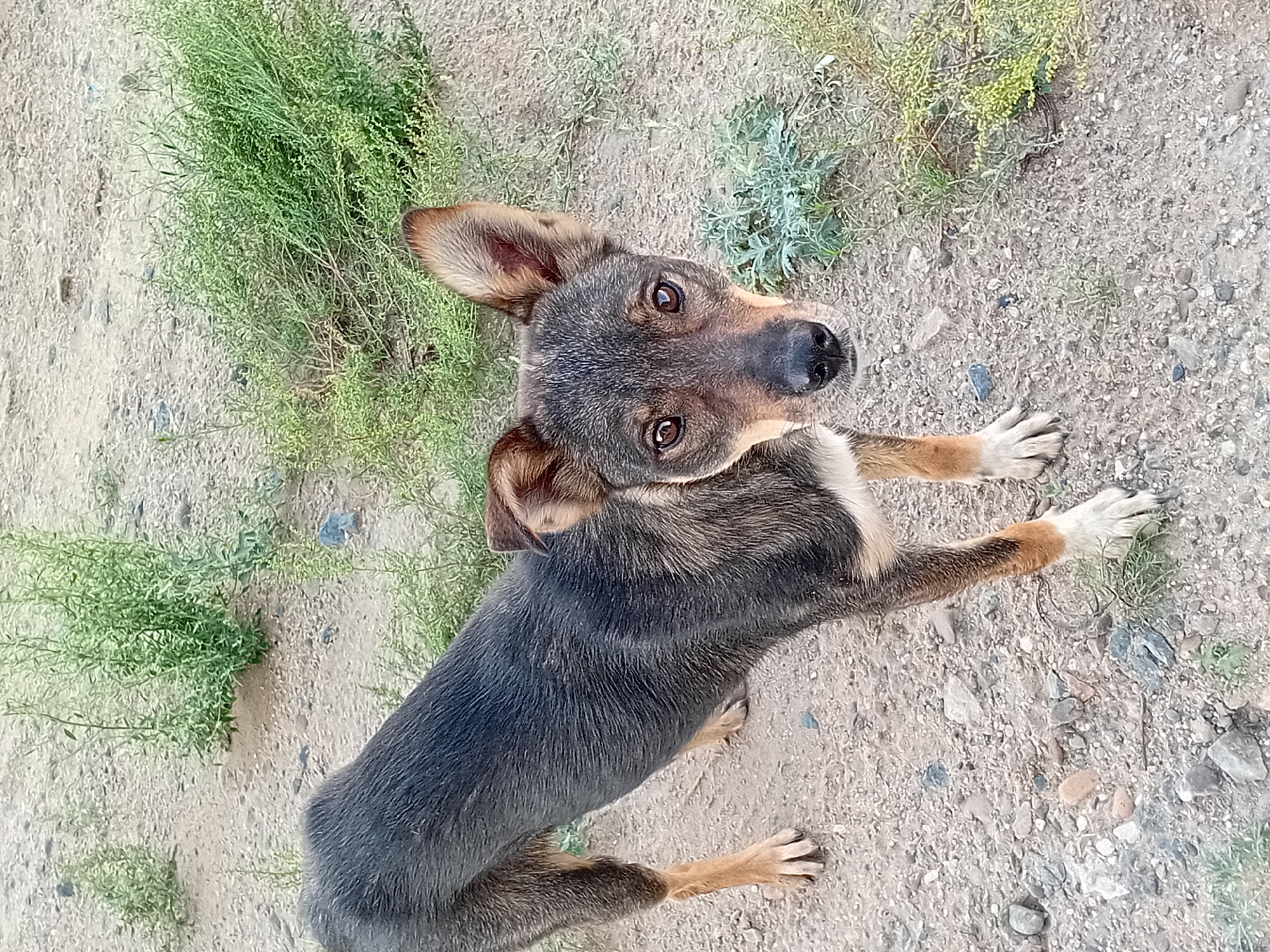 A medium-sized, mixed-breed dog with dark grey and brown fur stands on a dirt and gravel surface in an outdoor setting. The dog has large, erect ears, expressive brown eyes, and a white patch on its chest. It is looking directly at the camera. The background consists of sparse green vegetation and dry ground. The image appears to have been taken in Semey, Kazakhstan, likely in a rural or semi-rural area, given the natural terrain and lack of urban infrastructure. The lighting suggests it was taken during daylight hours.