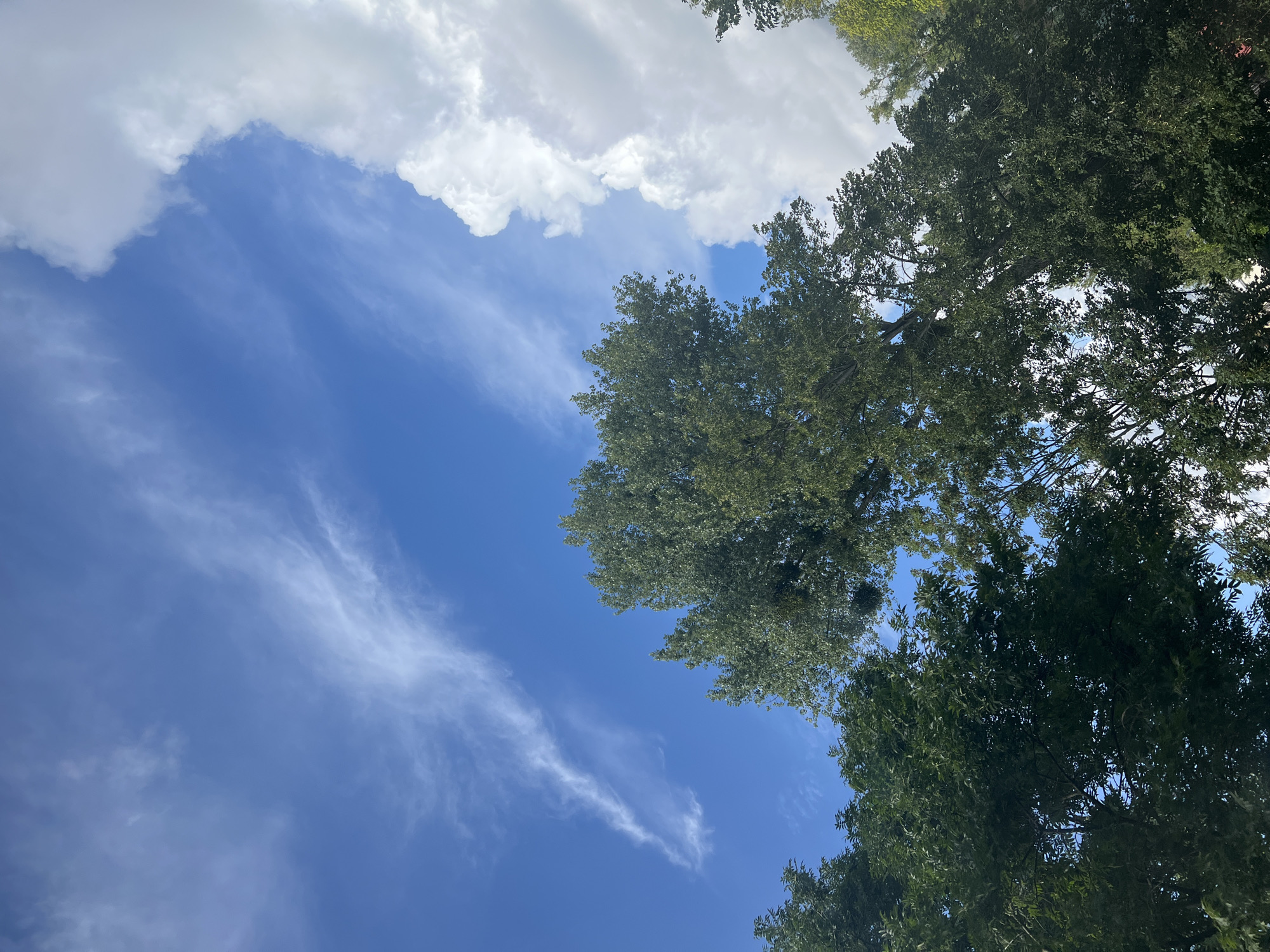 The image shows a view looking up at the sky through the canopy of trees. The sky is a bright blue with wispy white cirrus clouds scattered across it. On the right side of the image, there are large, puffy white cumulus clouds. The trees are lush and green, with their leaves creating a dense canopy. The perspective is from below, looking upwards. The scene appears to be in an outdoor, natural setting. There are no people or specific landmarks visible that would indicate a precise location in Warsaw, Poland.