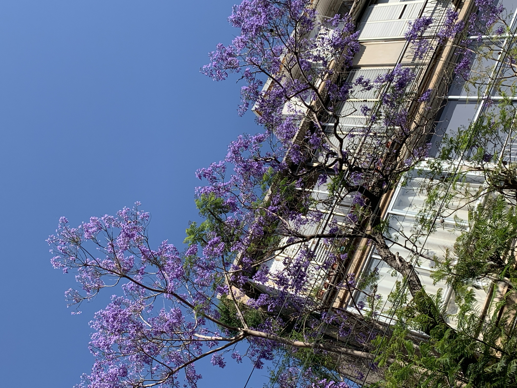 This image captures a vibrant Jacaranda tree in full purple bloom, framed against a clear, bright blue sky and a multi-story building. The perspective is an upward angle, looking towards the sky, which fills the left half of the frame, and the upper section of the building, which occupies the right half.
The Jacaranda tree dominates the foreground and mid-ground, with its intricate branches densely covered in small, lavender-colored flowers. Some darker green foliage, possibly from another tree or part of the same one, is visible on the right side, intertwining with the purple blooms.
The building, a light-colored structure, appears to be an apartment or residential building, featuring several windows with light frames and external blinds or shutters. The facade shows tones of beige and white. Several thin utility wires or cables run diagonally across the mid-ground, passing between the tree branches and the building.
The scene depicts a sunny day, likely during late spring or early summer, given the blooming Jacaranda. The bright illumination and cloudless sky indicate clear weather. The location is Tel-Aviv, Israel. There are no people visible, nor is there any visible text.