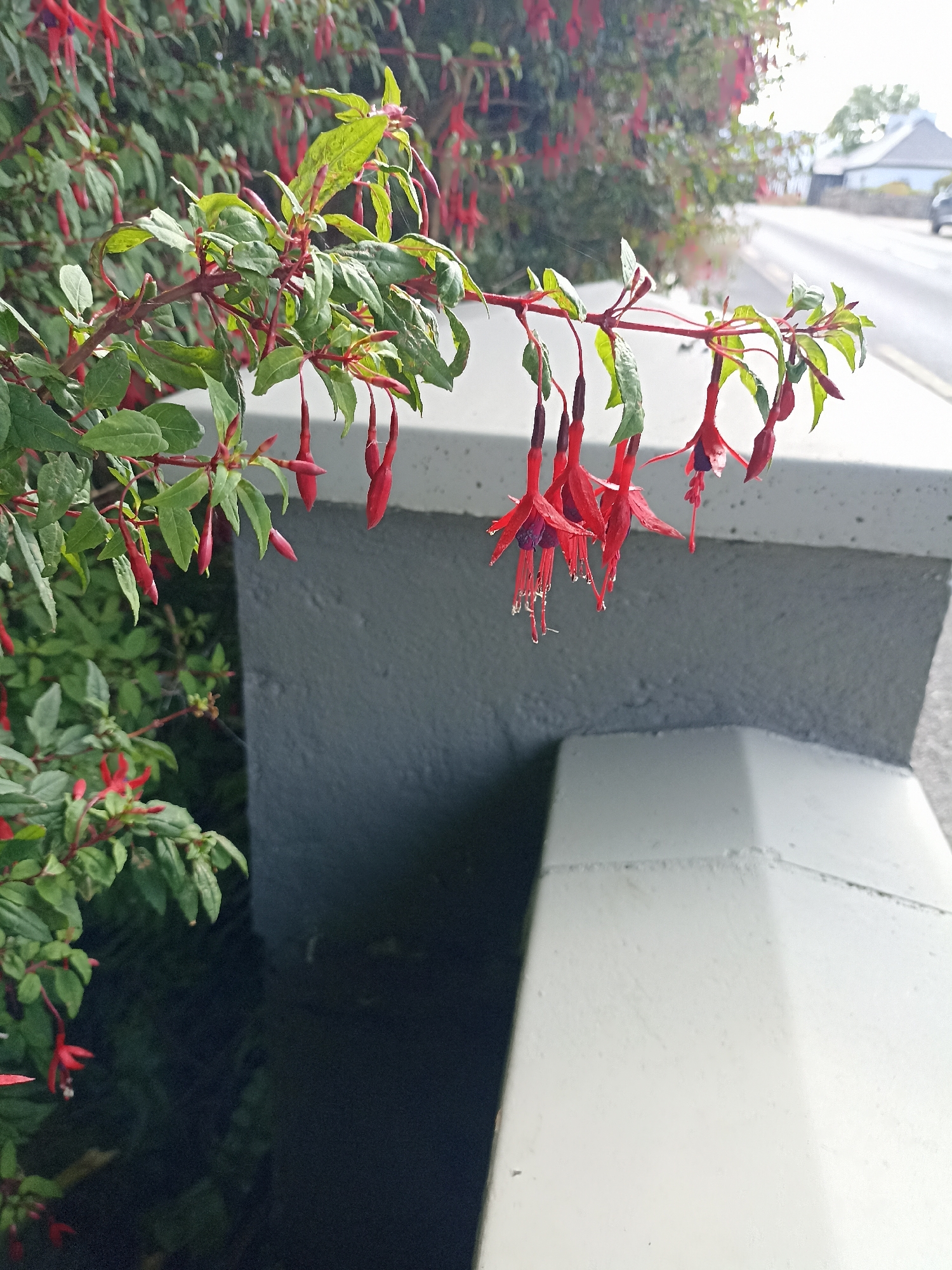 The image shows a close-up of bright red fuchsia flowers with green leaves hanging from a branch. The branch extends over a light-colored concrete wall, which is in focus in the foreground. Behind the wall, a blurred background shows a road, a white building with a dark roof, and a car. The overall impression is a bright, outdoor scene with vibrant flowers contrasting with the muted tones of the man-made structures and road. This scene is likely located in or near Annagry, Ireland, given the description of the surrounding environment.
