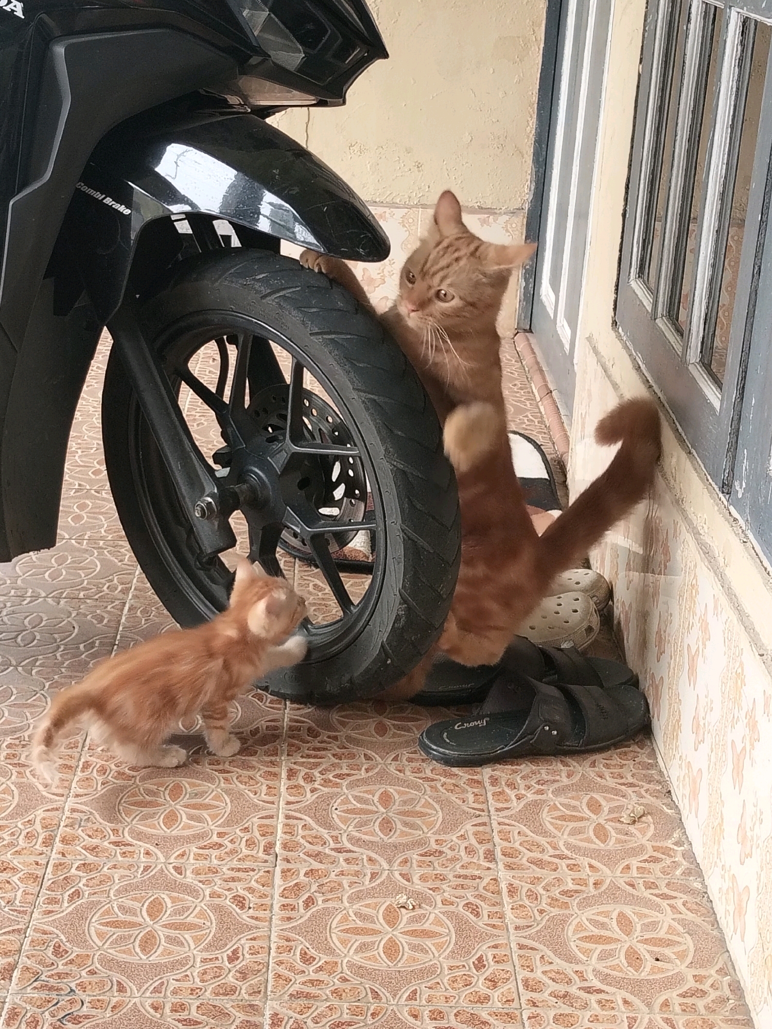 Two ginger cats are in front of a black motorcycle on a tiled patio in Arang Limbung, Indonesia. A smaller kitten is on the left, pawing at the front tire of the motorcycle. A larger cat is on the right, with its front paws resting on the tire and its body leaning against a light-colored wall with a window. The larger cat's tail curves upwards and touches the wall. Black sandals are on the ground near the larger cat, and a pair of white clogs are also visible. The floor is covered in brown and tan tiles with a floral pattern.