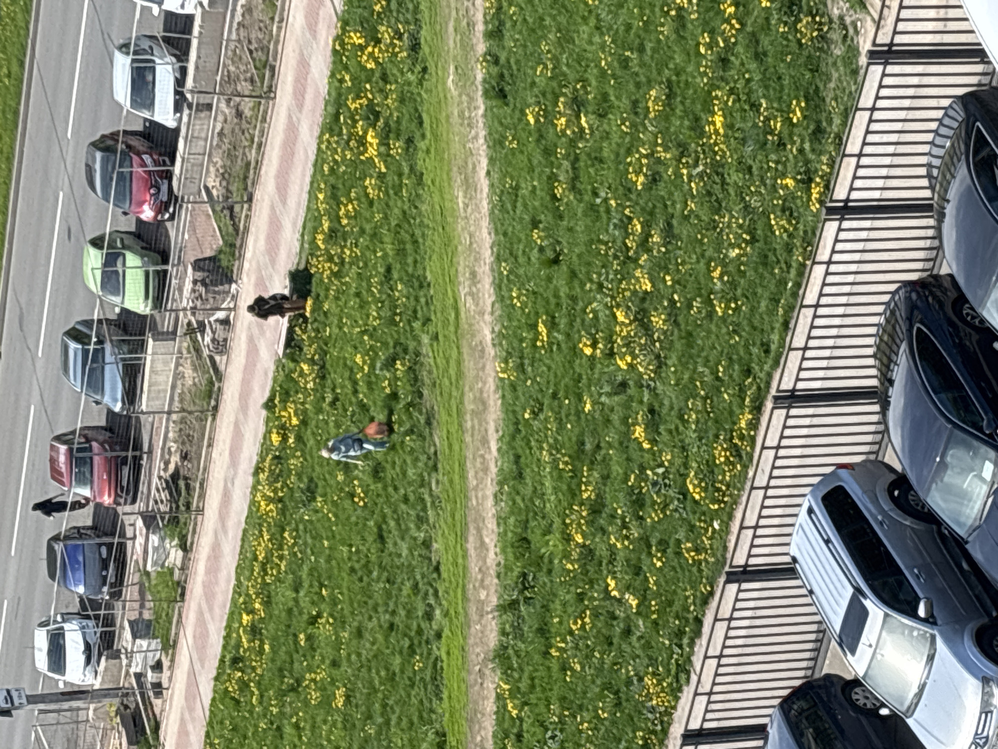 The image presents an elevated view of an outdoor scene, likely captured from a building in Saint Petersburg, Russia. In the left portion of the image, several cars are parked along a road, separated from a pedestrian walkway by a low fence. Adjacent to the walkway is a grassy area with numerous yellow flowers.
In the grassy area, a person appears to be lying on the ground, possibly gardening or working. To the right of this area, a similar grassy space with yellow flowers borders another fenced-off zone where more cars are parked. The environment suggests an urban area with designated green spaces and parking facilities. Two individuals stand beside the pedestrian walkway. A brown dog is next to one of the two individuals.