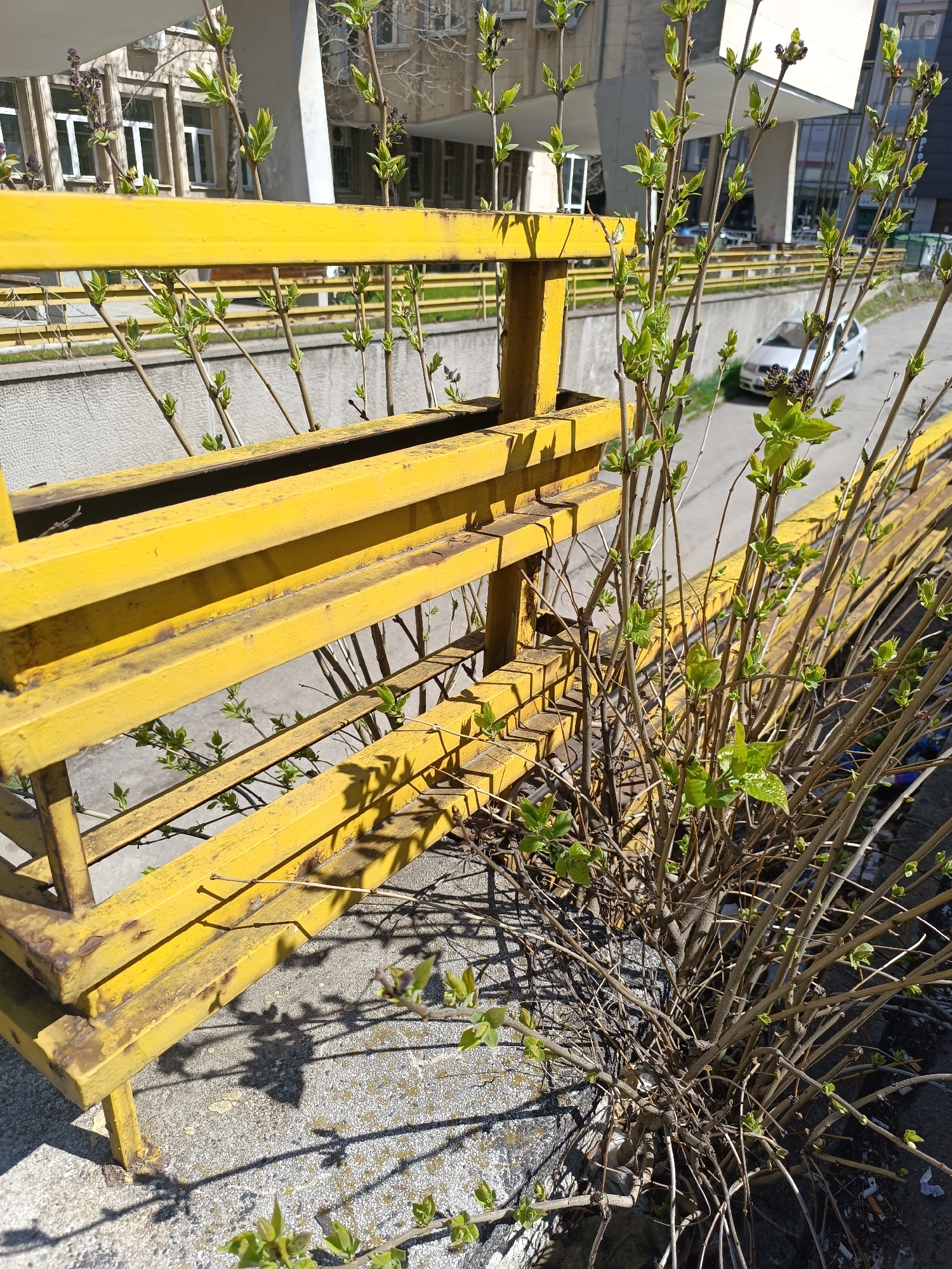 The image depicts a yellow metal structure resembling a barrier or fence, situated on a concrete ledge in Sofia, Bulgaria. A leafless bush with emerging green leaves grows beside and through the structure. In the background, a street scene is visible, including a light-colored car, a concrete wall, and a building with multiple windows. The scene is illuminated by bright sunlight, creating sharp shadows. There are no people visible in the immediate foreground.