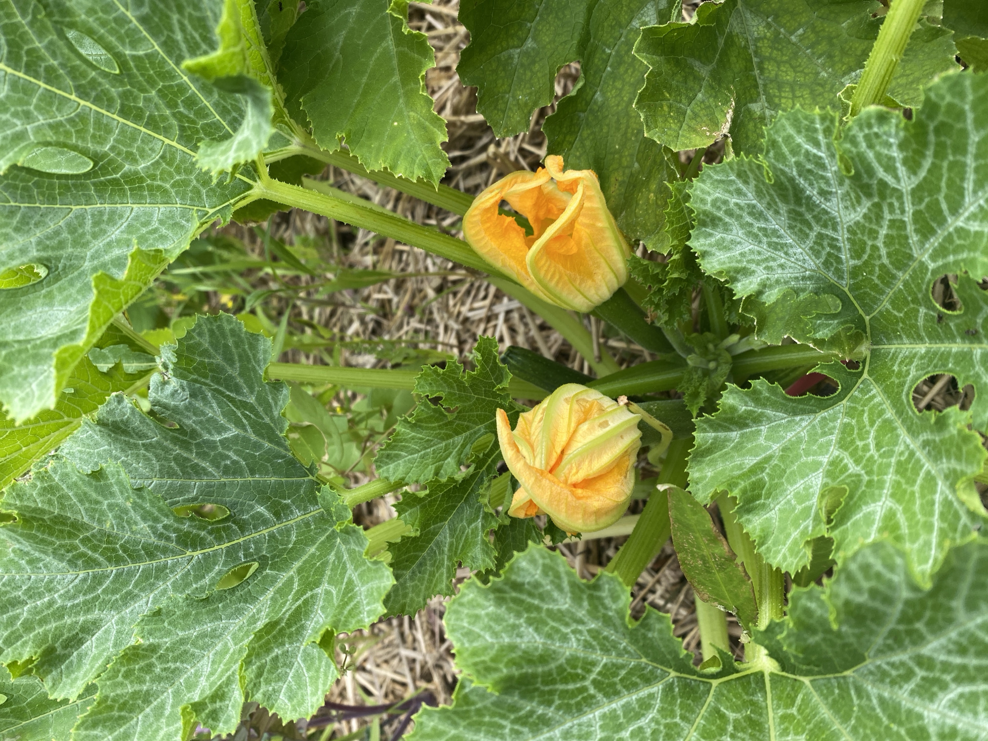 A close-up shot captures two yellow zucchini blossoms nestled amongst large, vibrant green leaves. The leaves are broad with visible veins and serrated edges, some showing small holes or imperfections. The blossoms, with their delicate, ruffled petals, are a bright orange-yellow. One blossom is more tightly closed, while the other is partially open, revealing its interior. The background is a soft blur of dried vegetation and soil, suggesting an outdoor garden setting. The image was taken in Sainte-Anne-de-Bellevue, Canada.