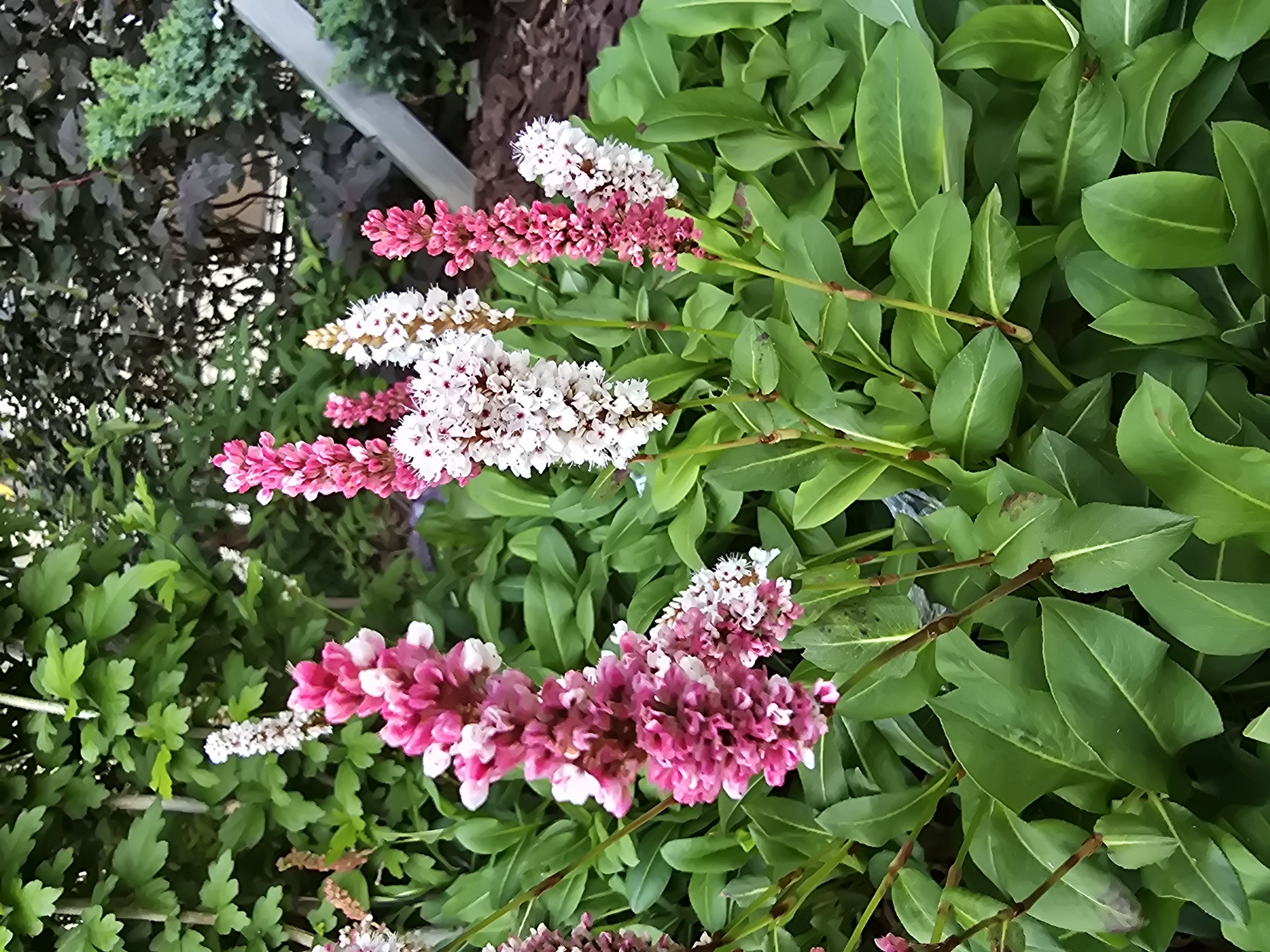 The media file displays a close-up view of a garden featuring vibrant pink and white flowers with lush green foliage. The flowers are arranged in elongated clusters on thin stems, with some clusters appearing almost entirely pink and others a mix of pink and white, or entirely white. The leaves are a deep green, ovate in shape, and form a dense backdrop for the delicate blossoms.
The scene is bathed in natural light, suggesting it was captured during the daytime. The overall impression is one of a serene and flourishing natural environment, likely a well-maintained garden. The background shows hints of other plants, including darker, possibly purplish-leaved bushes on the left and the edge of a light-colored structure, perhaps a fence or a planter, at the top. The texture of the flowers is soft and delicate, while the leaves appear smooth and healthy.
The specific type of flower appears to be a Persicaria or Knotweed variety, known for its abundant flower spikes. The location context indicates this scene is from Sofiivska Borshchahivka, Ukraine. No people or specific activities are depicted, and there is no visible text within the image. The focus is purely on the botanical beauty of the flowering plants and their surrounding greenery. The image evokes a sense of peace and the beauty of nature, with the bright colors of the flowers standing out against the verdant backdrop.