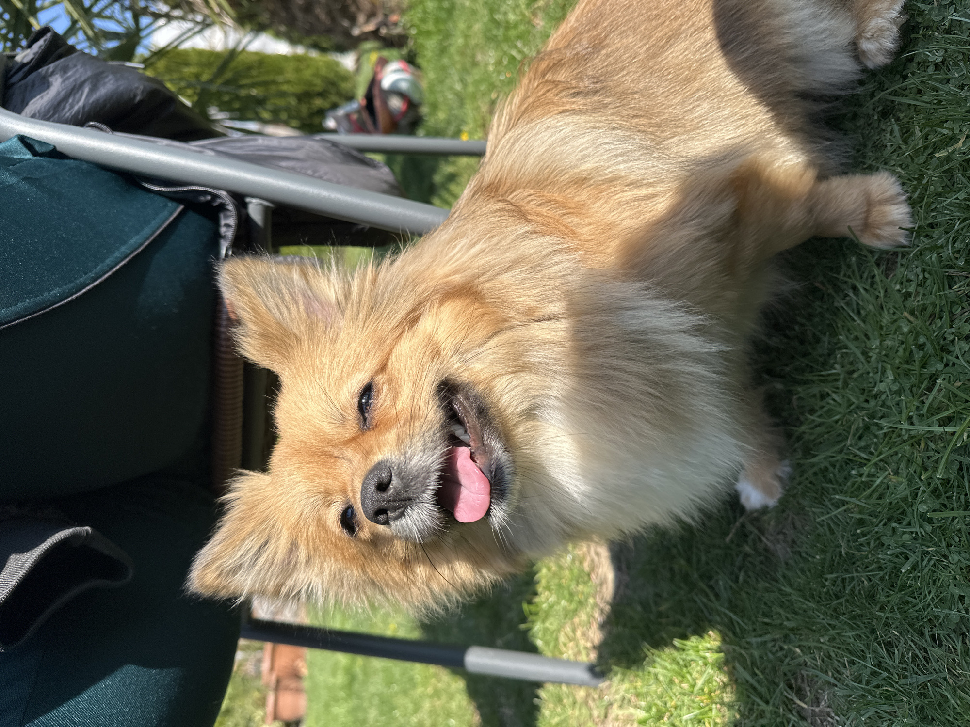 A medium-sized, light-brown dog with long fur is panting in the sun on a patch of green grass. The dog is near a green chair with a gray frame. A black bag is draped over the chair. In the background, a helmet can be seen. The environment is outdoors on a sunny day. The location is Manole, Bulgaria.
