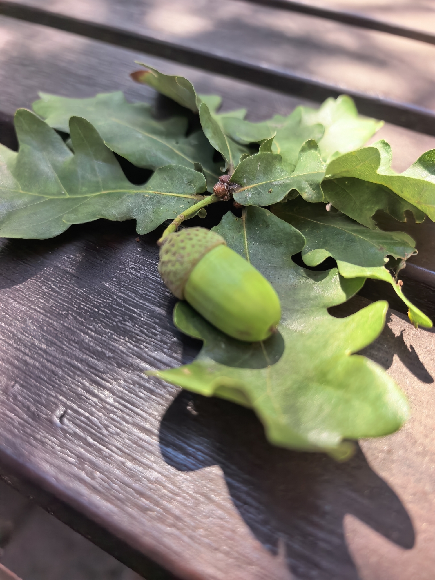 The image shows an acorn and several oak leaves resting on a dark wooden surface. The acorn is green and appears to be newly formed, with a textured cap. The oak leaves are also green, with characteristic lobed shapes. The surface appears to be a wooden plank, possibly part of a bench or table, with visible grain and texture. Sunlight casts shadows from the leaves and acorn onto the surface, indicating an outdoor setting. The image is taken from a close-up perspective, with a shallow depth of field that blurs the background. There are no people or animals visible in the image. The location is not specified within the image itself, and therefore cannot be determined.