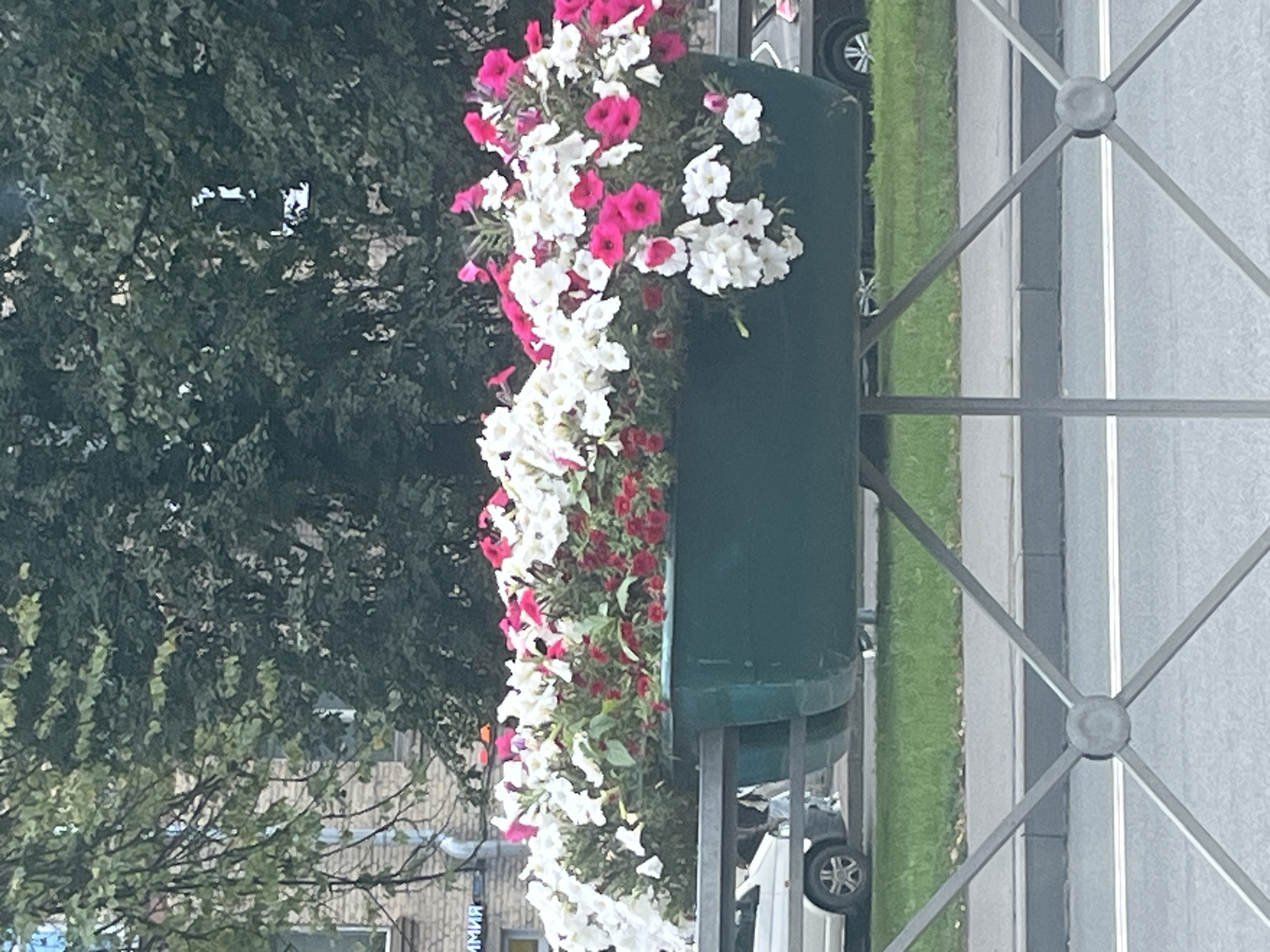 The image shows a close-up view of a large, dark green planter filled with a vibrant display of white and bright pink petunias. The planter is elevated on a metal stand, which is partially visible at the bottom of the frame. Behind the planter, a dense green tree canopy dominates the background, with glimpses of a brick building and a street sign with Russian lettering that reads "ХИМИЯ" (Chemistry) to the left. Below the planter, a strip of green grass and a paved area are visible, with a portion of a white car and a dark-colored car in the distance. The scene appears to be an urban setting in Saint Petersburg, Russia, possibly along a street or sidewalk. The lighting suggests it is daytime, with overcast conditions. There are no visible people engaged in any specific actions or interactions. The focus is on the colorful flowers in the planter.