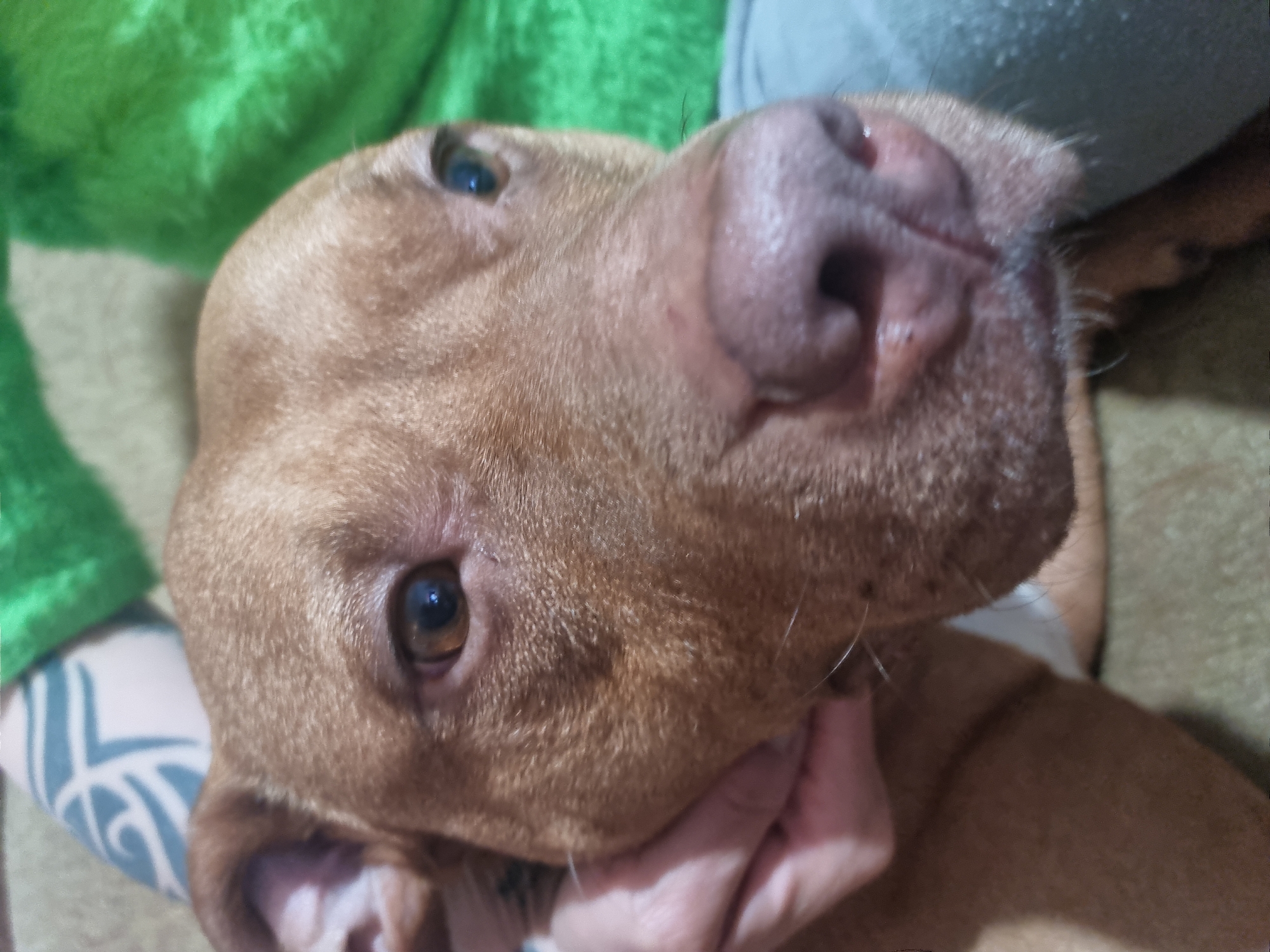 A close-up photograph shows a light brown dog with brown eyes held by a person's hand. The person's arm, featuring a grey and white patterned tattoo, is visible. A green fabric is in the upper left corner of the image, and another gray fabric is at the top. The background is a beige color. The location and city are unknown.