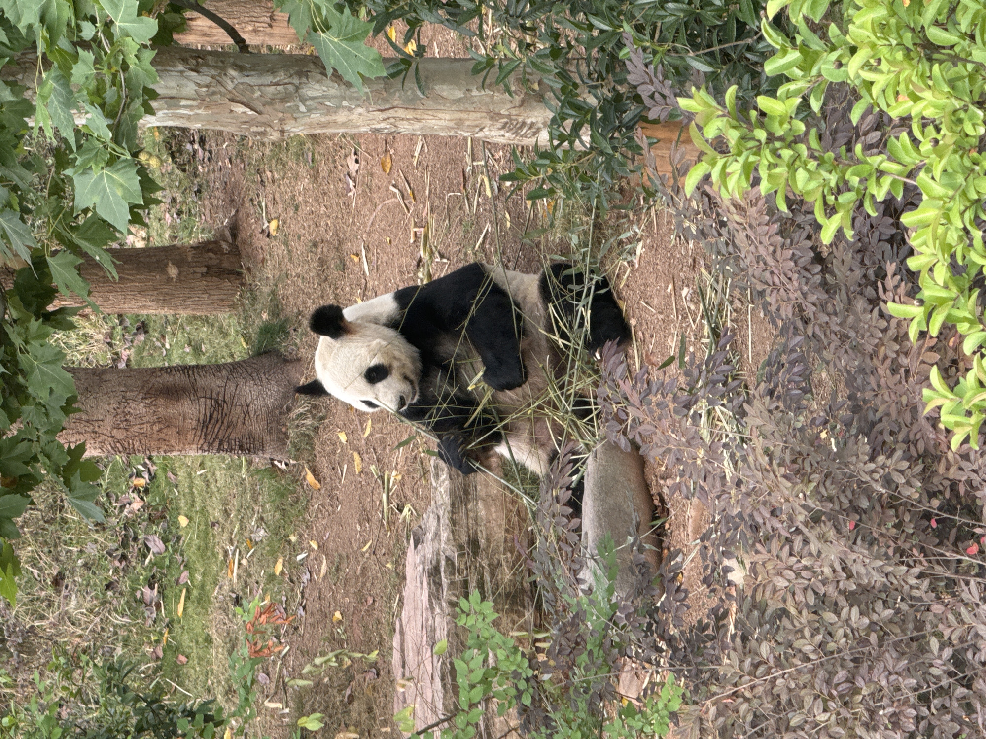 A giant panda is seated on the ground, surrounded by bamboo stalks and foliage. The panda is predominantly black and white, with black fur around its eyes, ears, and limbs, contrasting with its white body. It appears to be holding bamboo in its paws, suggesting it is eating. The environment is naturalistic, with trees and a dirt ground covered in fallen leaves. In the foreground, there are clusters of dark reddish-brown and bright green plants. Behind the panda, a large grey rock is visible. The scene appears to be an outdoor enclosure, possibly in a zoo or conservation center, located in Chenghua District, China, given the context.