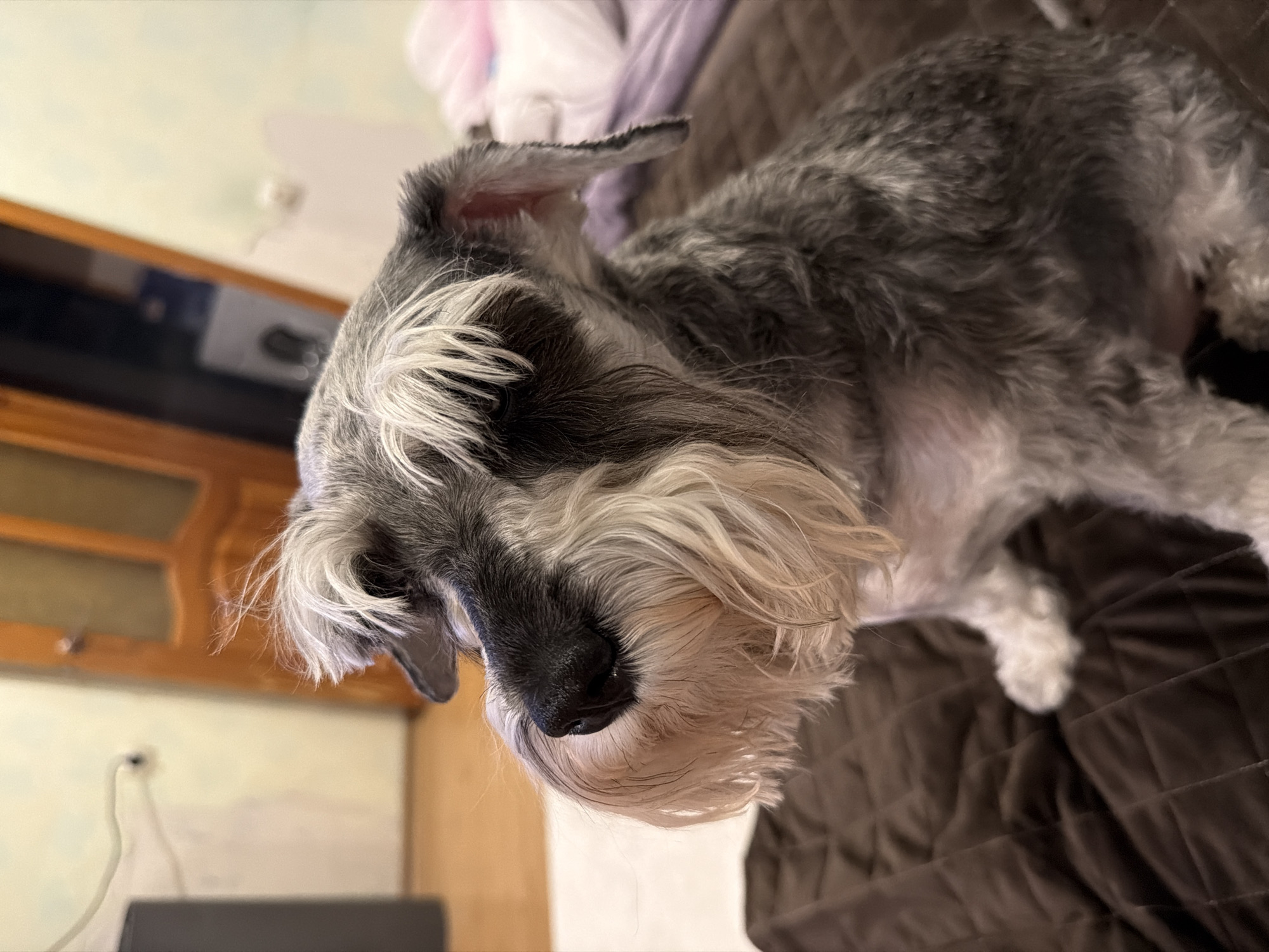 The image features a close-up of a salt-and-pepper Miniature Schnauzer. The dog is primarily gray and white, with a black nose. It is sitting on a brown, quilted blanket. In the background is a wooden cabinet with some electronic equipment. The location in the city of Chaikovsky, Russia, cannot be determined.