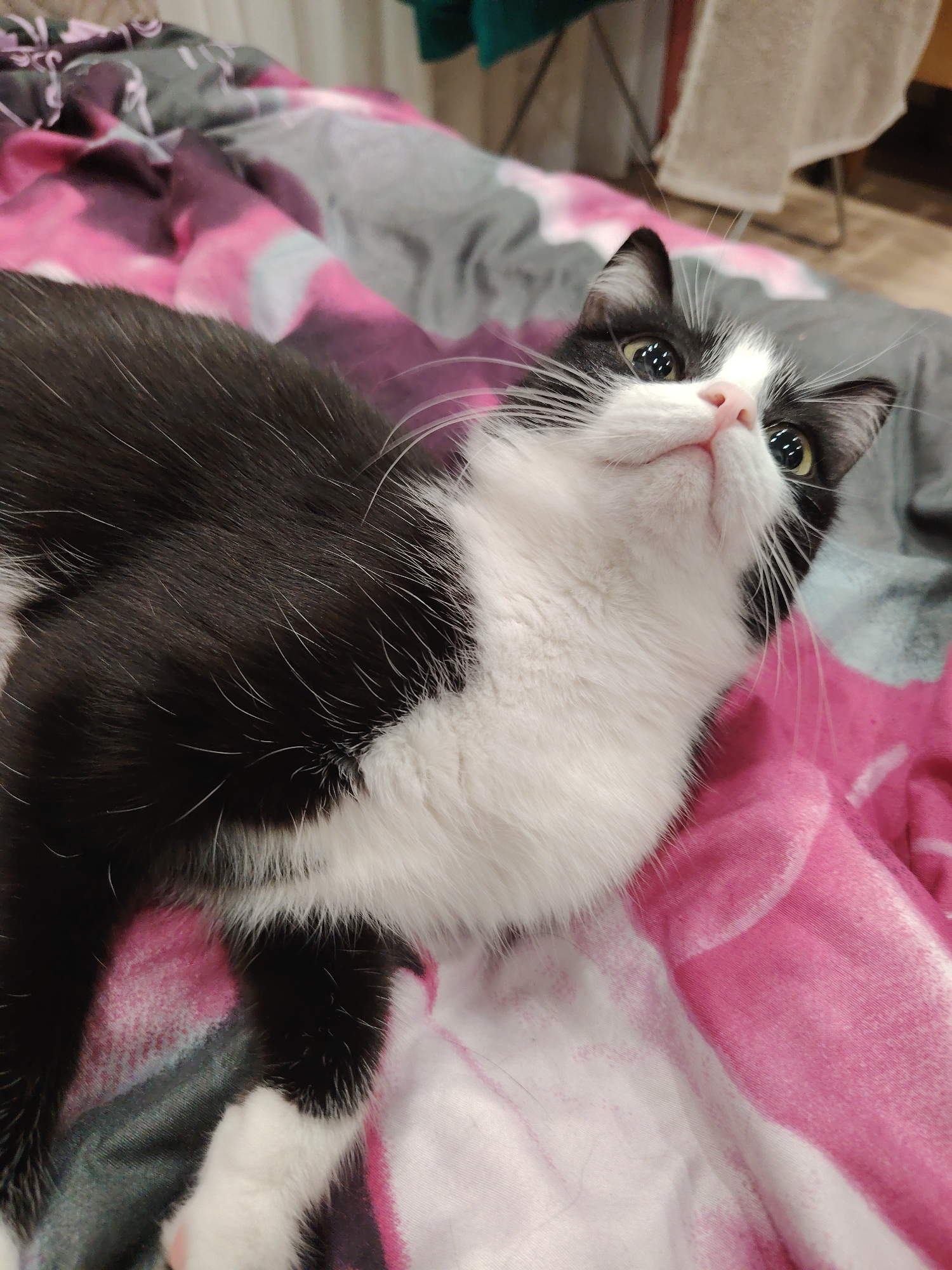 A black and white cat is lying on a pink and grey patterned blanket. The cat is looking up and to the right, with its mouth slightly open. Its eyes are wide and appear to be reflecting light, giving them a bright, almost glowing appearance. The cat has white fur on its chest and paws, and black fur on its back and head. Long white whiskers extend from its muzzle. The blanket has a swirling, abstract pattern in shades of pink and grey, with some lighter white areas. The background is out of focus, but appears to be an indoor setting with some fabric or towels hanging on a wall. The lighting suggests it could be daytime indoors. The cat's expression seems curious or expectant.