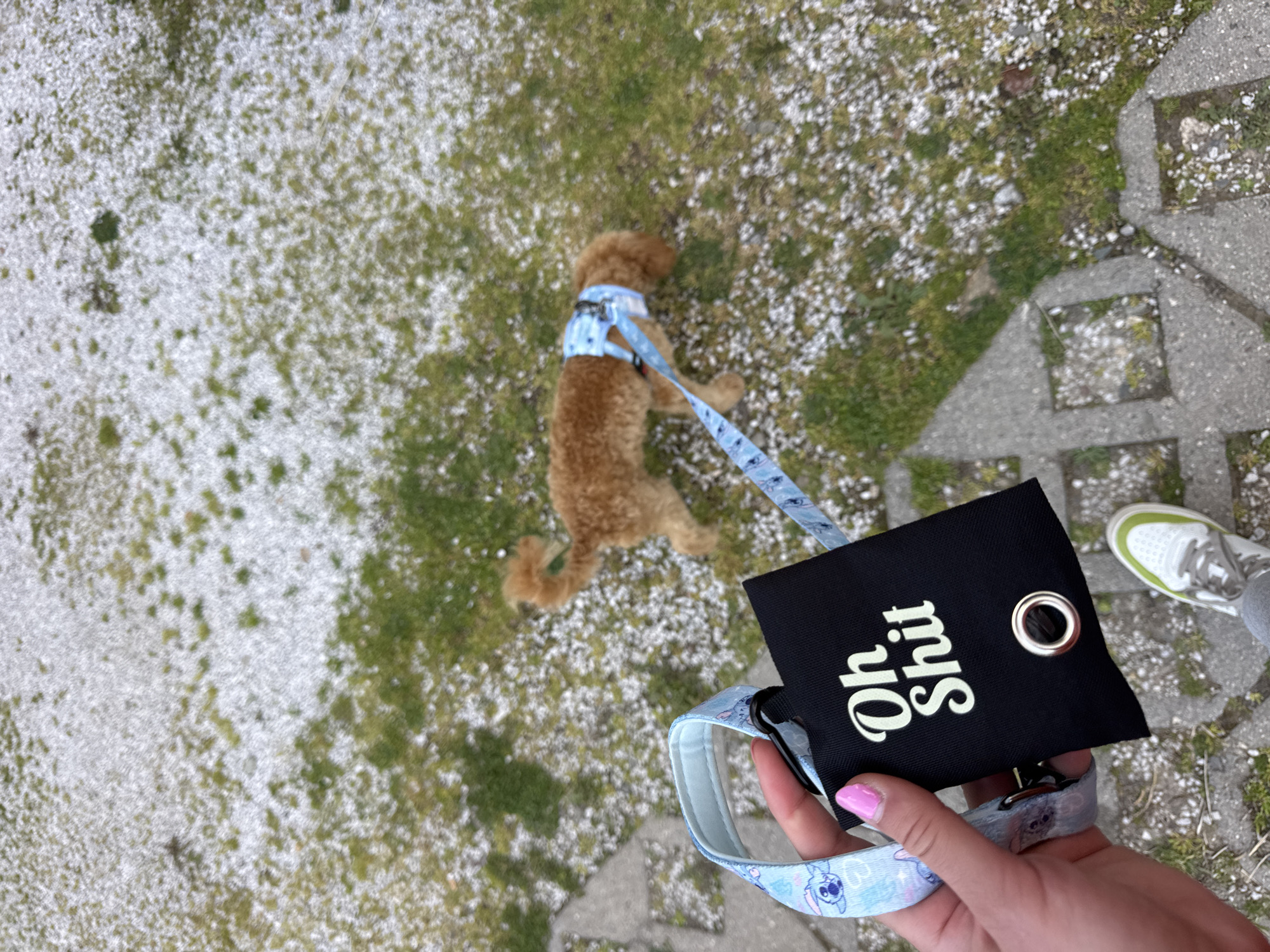 A high-angle medium shot shows a hand holding a black pouch labeled "Oh Shit" with a silver grommet. The pouch is attached to a blue-patterned leash. Behind the hand and pouch, a light brown poodle wearing a matching blue-patterned harness and leash is lying on grass littered with white specks, possibly blossoms or petals. To the right of the hand, a section of paved walkway is visible with a person wearing a white and green sneaker standing on it. The location appears to be an outdoor area with a mix of grassy and paved surfaces. There is no information in the image that directly identifies the specific location as the city of Blagoevgrad, Bulgaria.