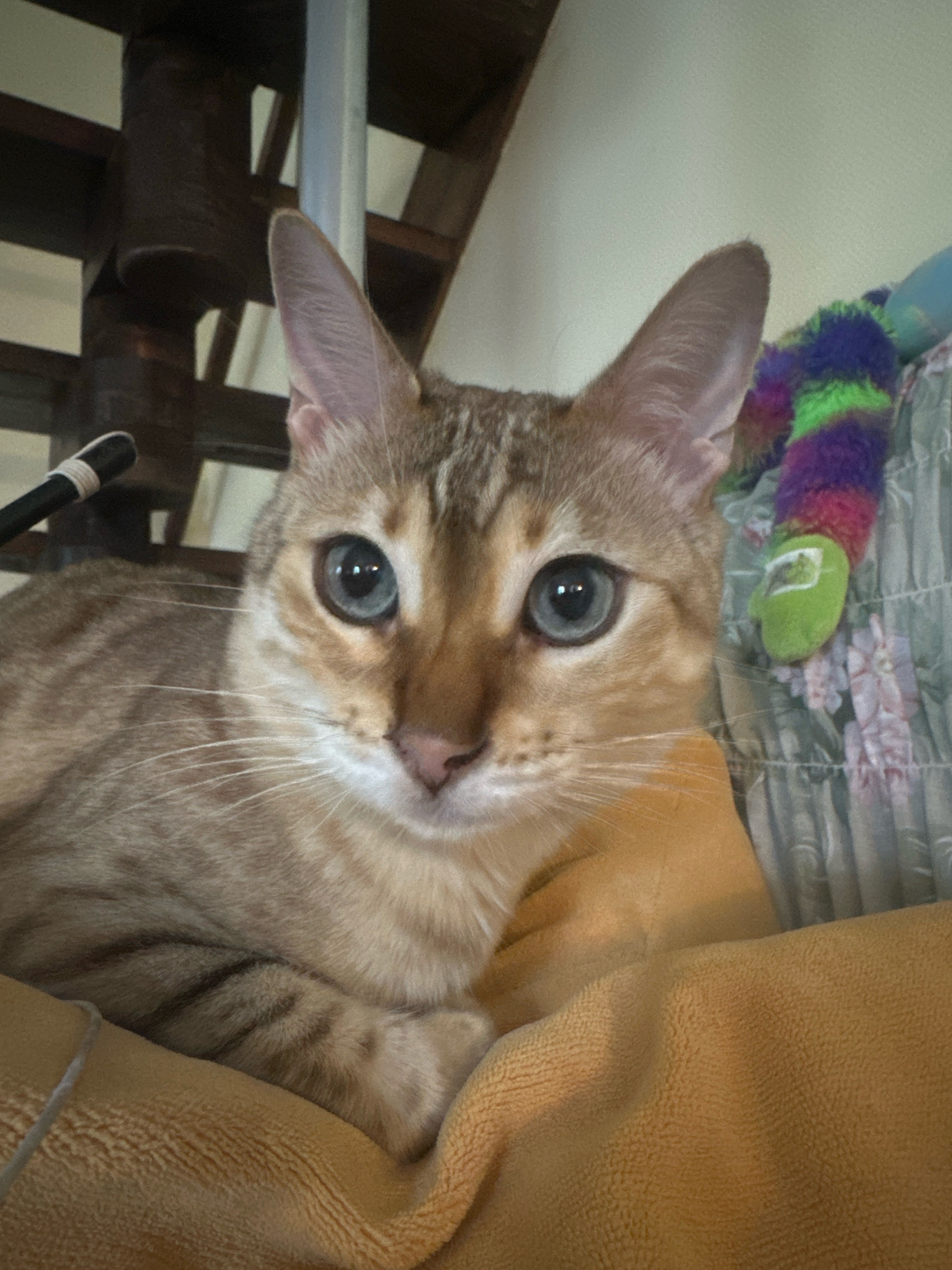 A close-up, eye-level shot captures a young Bengal cat with striking blue eyes and a tan coat with distinct black markings. The cat is lying down, mostly on an orange blanket, with its front paws crossed. To the right of the cat, a colorful cat toy with purple, green, and blue stripes and a green end is visible, resting on a patterned blanket. The background shows a dimly lit staircase, suggesting an indoor setting. The specific location in Памяти Революции 1905 Снт, Russia, is not discernible from the visual information provided in the image.