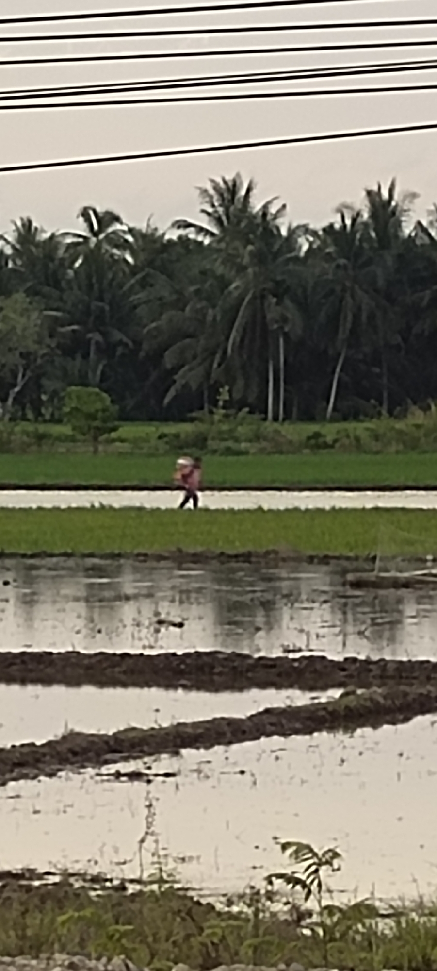 The image depicts a rural scene in Blangpeuria, Indonesia, on an overcast day. In the foreground, a flooded rice paddy exhibits reflections of the sky and surrounding land. A raised, dry strip of land, likely a bund or path, separates the foreground paddy from another strip of green vegetation further back. A lone figure, appearing to be a farmer, is walking along this dry strip, carrying a large, light-colored object on their back. This individual is wearing dark pants and a light-colored shirt. The background is dominated by a dense line of palm trees, characteristic of the Indonesian landscape. Above the trees, several black electrical wires are visible against the pale sky. The overall impression is one of agricultural activity in a tropical environment.