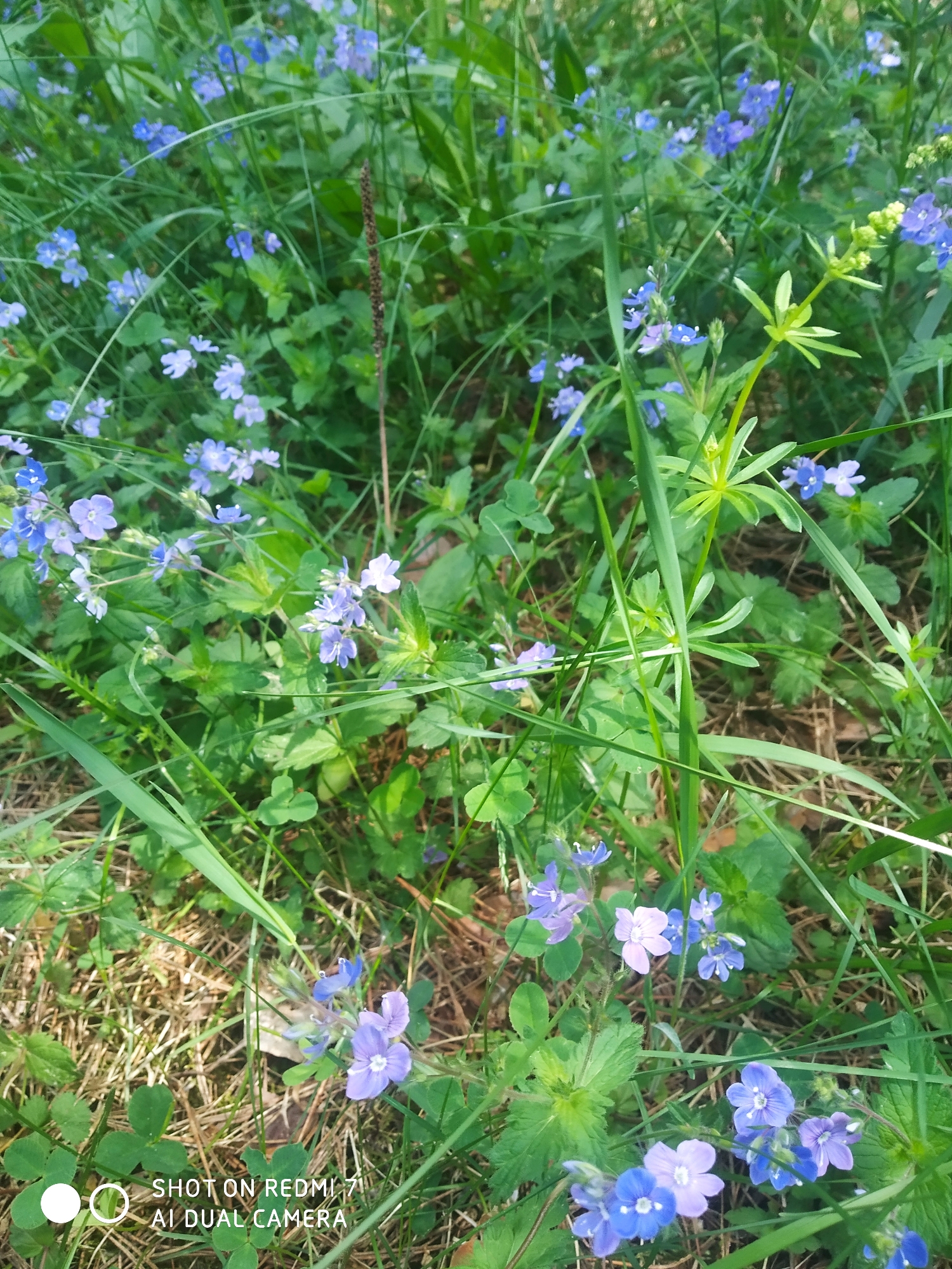 The image shows a patch of wildflowers and grass in a field. The flowers are small, blue, and five-petaled. They are scattered throughout the grass and clover. The location is likely in a field in the city of Chaikovsky, Russia, based on the request. There are no people visible in the image. The scene is outdoors in natural sunlight.
