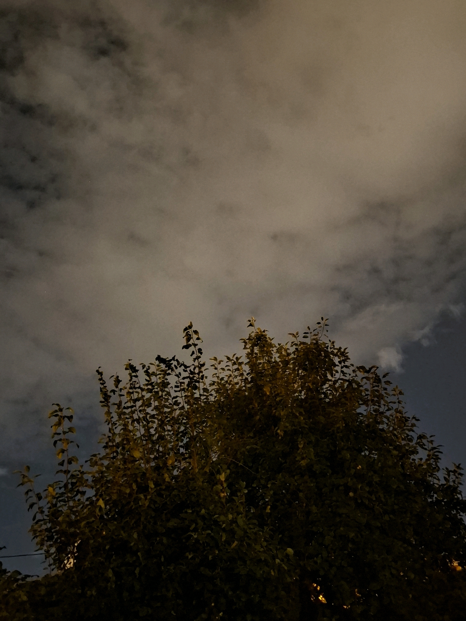This is a photograph taken at night, looking up at the sky through the branches of a tree. The sky is filled with clouds, illuminated from behind by an unseen light source, creating a diffused, hazy effect. The upper portion of the image is dominated by these clouds, which range in color from dark grey to lighter shades of beige and white. The lower portion of the image features the dense foliage of a tree, with its leaves appearing in shades of yellow and dark green, suggesting it might be autumn. Some of the leaves are backlit, giving them a slightly luminous appearance. The overall impression is one of a dimly lit, somewhat atmospheric night scene. There are no people or animals visible in the image. The presence of what appears to be a distant light source at the bottom of the image might suggest it is an urban or suburban setting, possibly with streetlights or building lights contributing to the illumination.