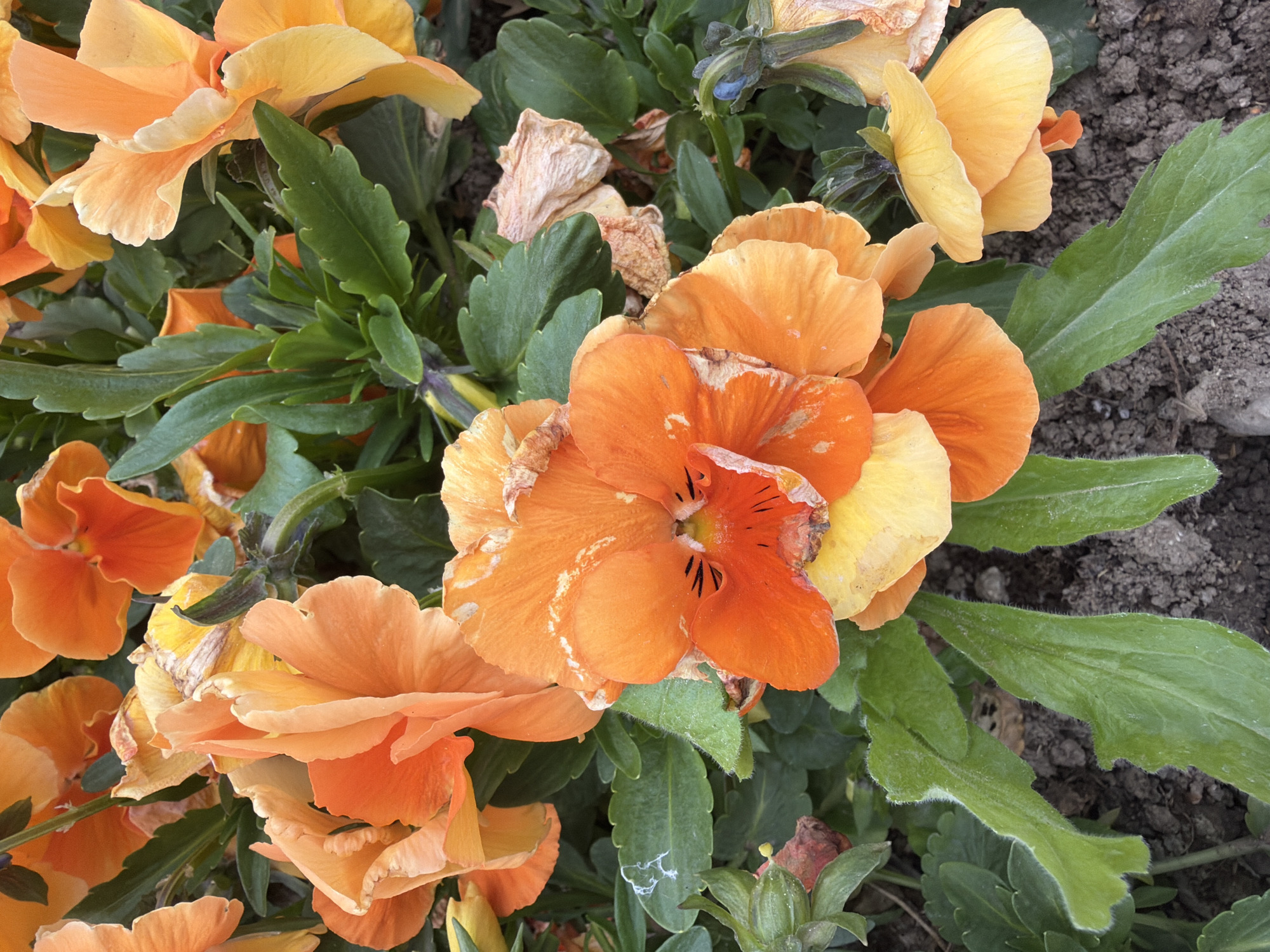 Close-up shot of a cluster of orange pansies with green foliage. The flowers are at varying stages, with some petals showing signs of age. The background includes soil and other plants. Location: Plovdiv, Bulgaria.