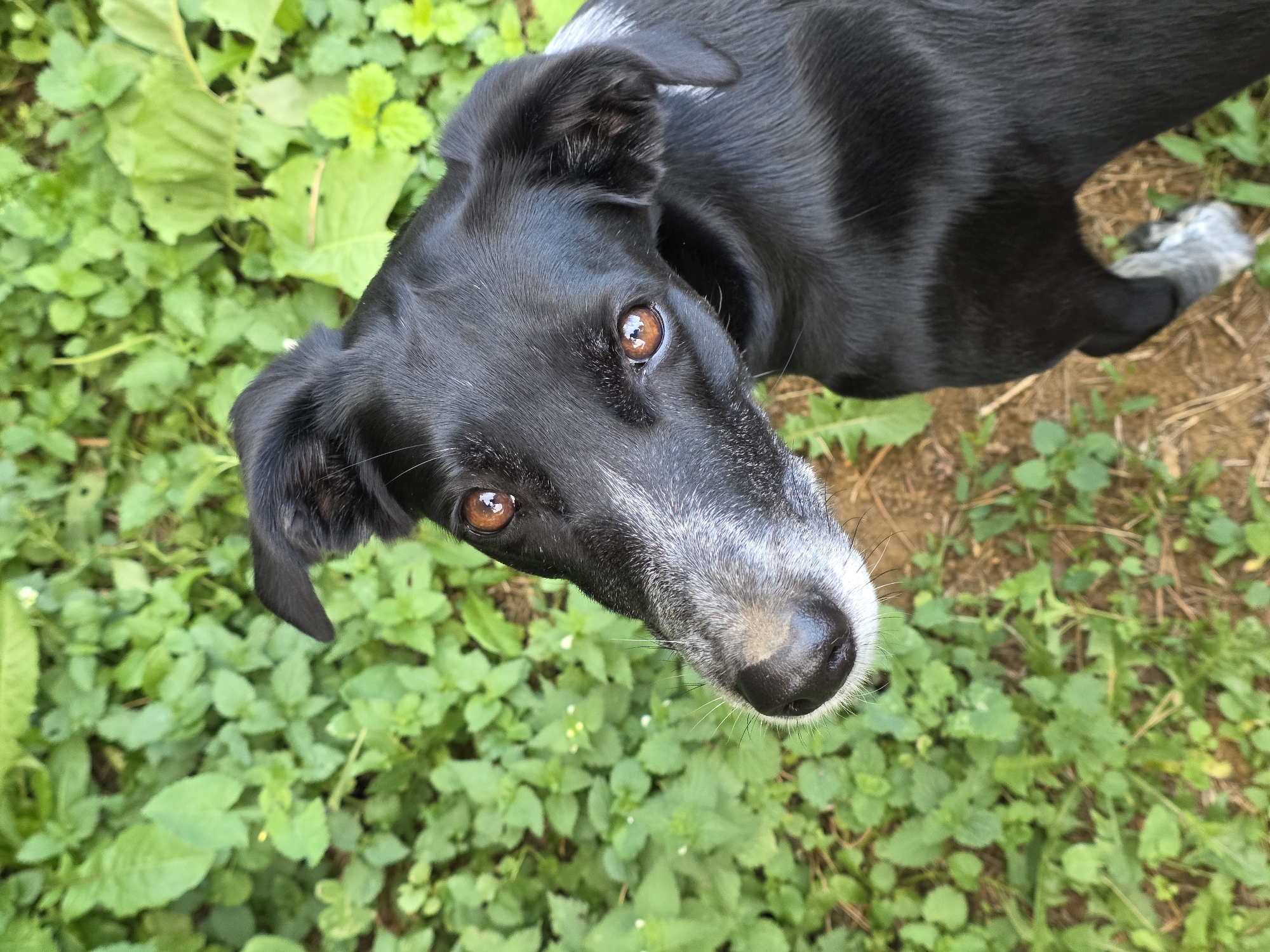 A black dog with a graying muzzle and bright brown eyes looks up from a patch of green foliage. The dog's head is tilted, and its left ear is perked up. The background is a blur of green leaves and brown soil, suggesting an outdoor setting. There is no indication of the city of Речицы, Russia, or any human presence.