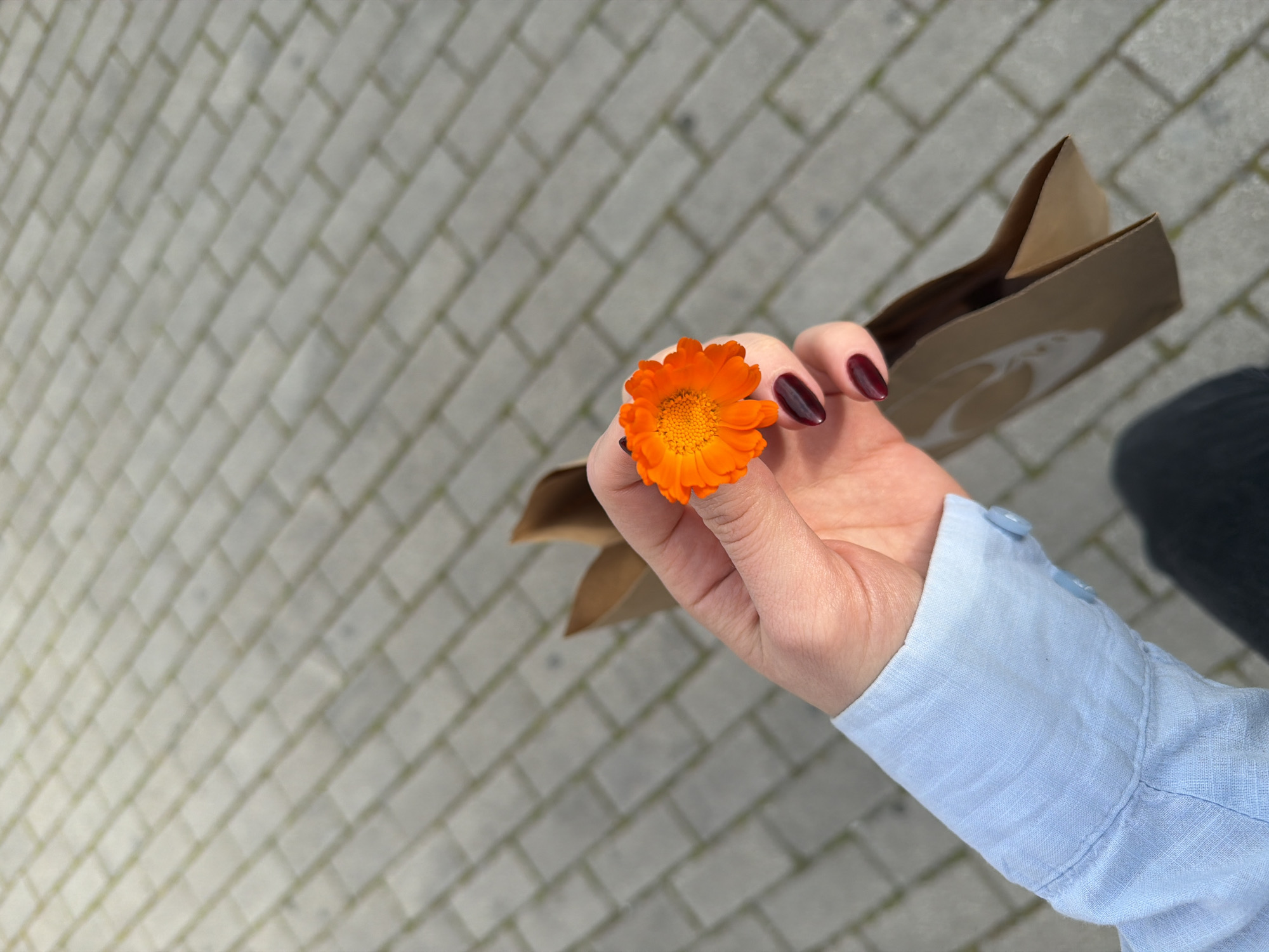 A close-up, high-angle shot captures a person's hand holding a vibrant orange flower, likely a calendula or marigold, against a paved outdoor background. The hand has light skin and dark red/burgundy nail polish on the visible fingers. The person is wearing a light blue long-sleeved shirt with a visible cuff and buttons.
The hand also holds a brown paper bag, partially visible on the right side of the frame. A faint, light-colored, circular logo or design is visible on the bag, but no decipherable text is legible. The activity suggests a casual moment outdoors, possibly after a purchase.
The ground forms the dominant background, composed of light grey rectangular paving bricks arranged in a diagonal herringbone pattern, typical of urban walkways. The lighting is soft and even, suggesting daytime, possibly under an overcast sky, as there are no harsh shadows. The overall scene conveys a simple, calm moment in an urban setting, contextually in Tbilisi, Georgia.