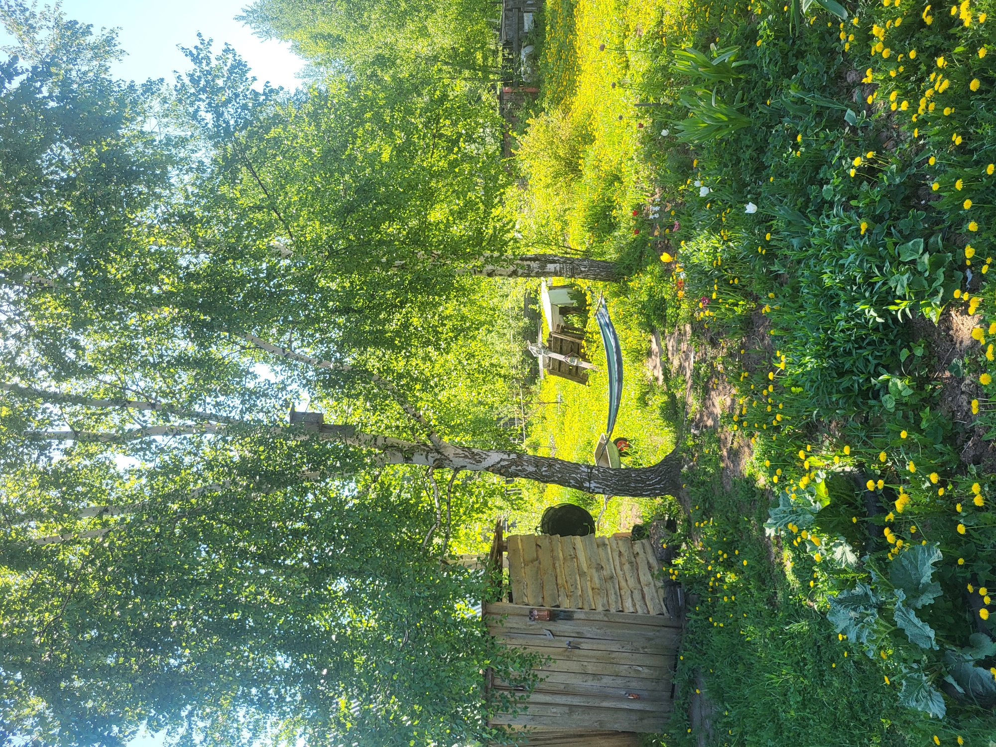 The image shows a sunny outdoor scene in what appears to be a backyard or garden in Зипуново, Russia. Two birch trees with white bark and green foliage dominate the center of the frame. Between the trees, a hammock hangs. A wooden outbuilding or shed is visible in the lower left corner. The ground is covered in grass and numerous yellow dandelions. Patches of other greenery and flowers are scattered throughout the scene. The background is blurred, suggesting a larger area of trees and vegetation. The overall impression is a peaceful, rural setting.