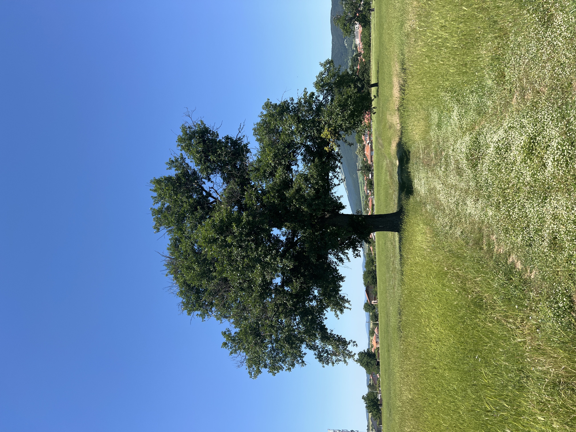 An outdoor, full-shot photograph captures a vast, green field under a clear, bright blue sky. In the center of the frame, a large, mature tree with a full, green canopy stands prominently. A faint, narrow dirt path meanders through the field, leading towards the tree. The field itself is a rich green, with hints of lighter green and some scattered white wildflowers visible. In the distance, a cluster of buildings with terracotta roofs suggests a small village or town, nestled against rolling hills. The overall scene evokes a peaceful, rural atmosphere. This photograph was taken in Kamchiya, Bulgaria.