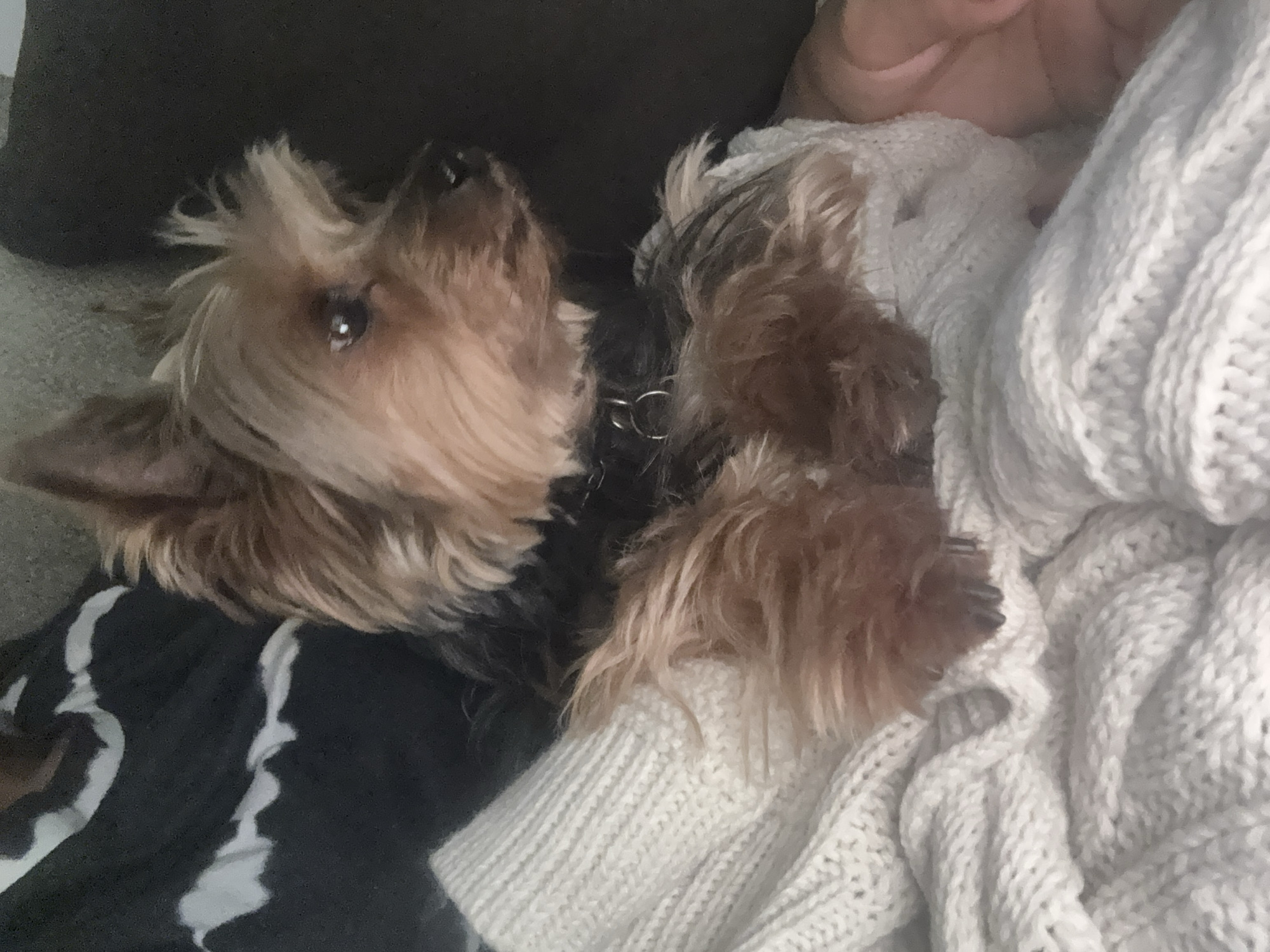 A small brown and tan Yorkshire Terrier-like dog lies on a person. The dog is wearing a collar. The person is wearing a white, cable-knit sweater. The dog's head is turned upwards. The location is unknown and there is no indication of the city of San Bernardino Tlaxcalancingo, Mexico.