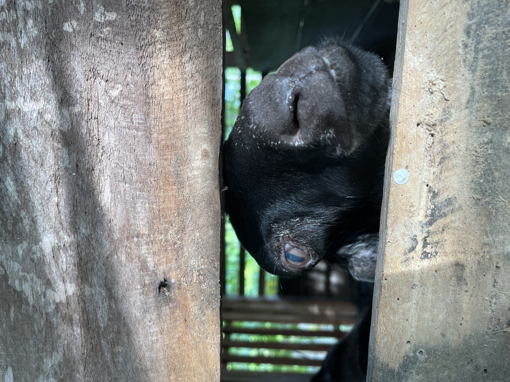 A black goat's head is visible between two wooden planks. The goat's eye, partially obscured, appears blueish. Its nose is dark and slightly damp, with its mouth slightly open, revealing a hint of teeth. The background suggests an outdoor enclosure with vertical wooden slats and greenery visible beyond. The wooden planks are weathered and rough in texture. The scene is likely located in an agricultural setting within Khang Tanjong, Indonesia.