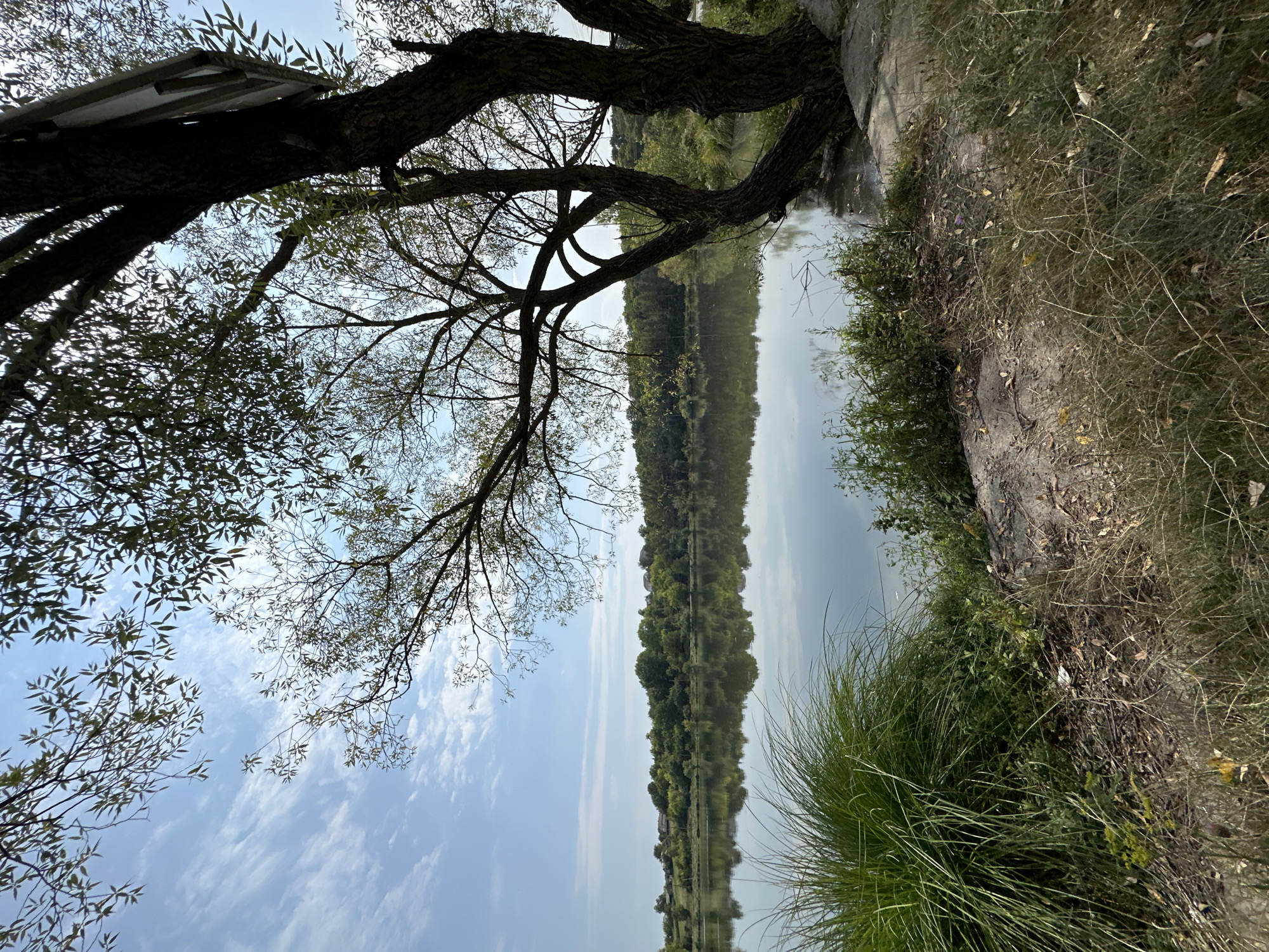 The image depicts a tranquil lake scene on a clear, partly cloudy day. In the foreground, a large tree with a thick trunk stands prominently on the right bank, its branches extending towards the water and the sky. The ground around the tree is covered with dry grass and some scattered leaves. To the left of the tree, a patch of tall, green grass adds a vibrant contrast to the more subdued tones of the ground. The lake itself is calm, with a glassy surface that perfectly reflects the tree branches, the opposite bank, and the sky. The opposite bank is lined with a dense band of lush green trees and bushes, beyond which appear to be a few scattered houses, suggesting a rural or semi-rural setting. The sky above is a soft blue with wispy white clouds. The image appears to have been taken from the embankment of the lake, looking across the water towards the opposite shore. The general atmosphere is one of peace and natural beauty. This scene is likely located near Makiv, Ukraine, given the typical landscape features found in that region, which includes numerous lakes and verdant shorelines.