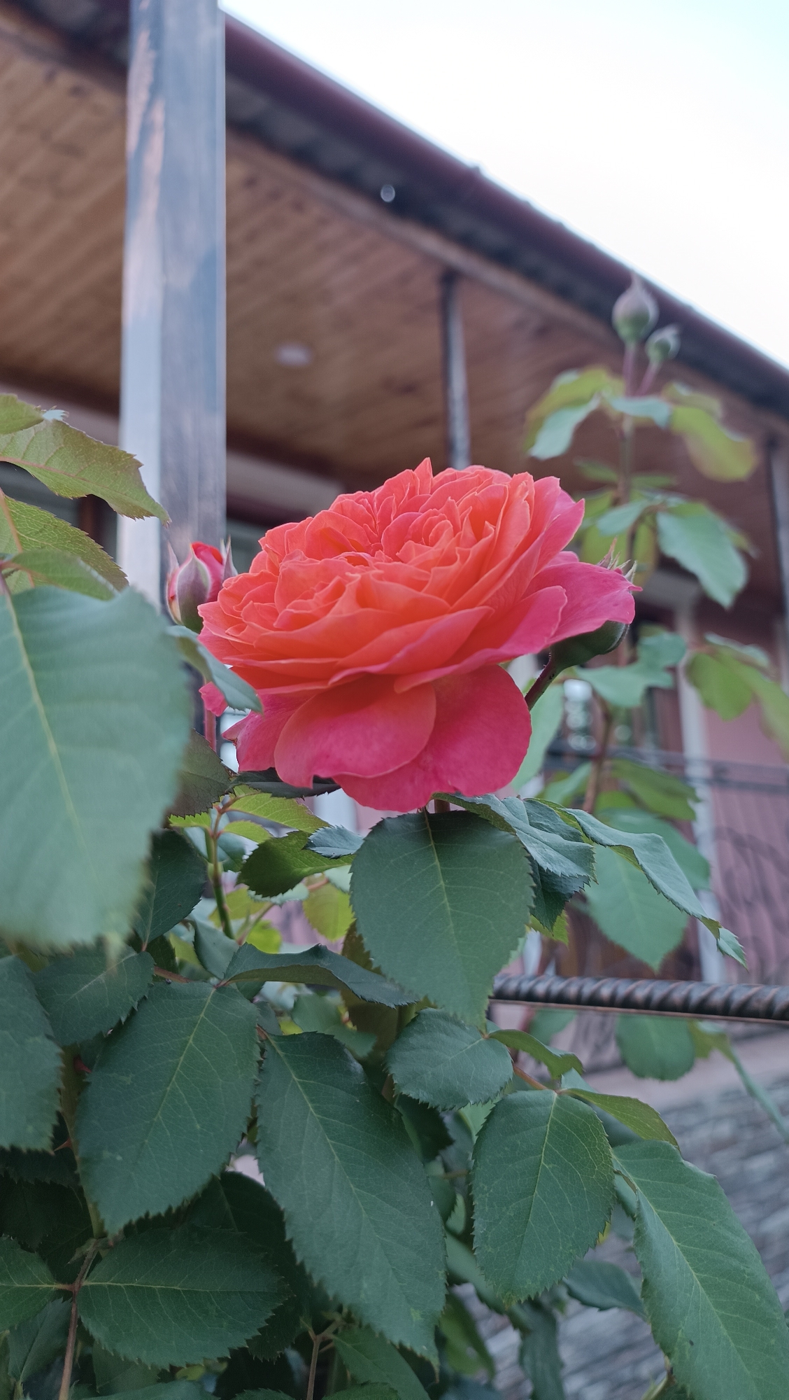 The image shows a close-up of a vibrant coral-pink rose in full bloom, with layers of ruffled petals. The rose is surrounded by lush, dark green leaves, some of which are slightly out of focus. Behind the rose, a blurred background reveals details of a building with a wooden soffit and a section of a metal railing. To the left of the rose, a single rosebud is visible. The lighting suggests it is daytime, possibly late afternoon, with soft, diffused light. The scene appears to be in a garden or outdoor setting adjacent to a residential structure. The location is identified as Leușeni, Moldova.