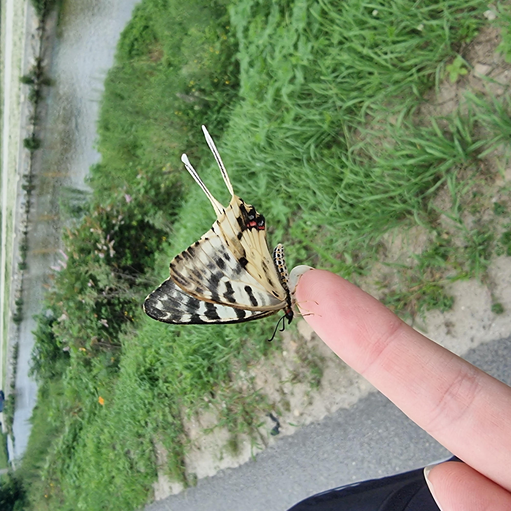 A butterfly with black and white striped wings rests on a human finger. The butterfly is positioned in the foreground, with its wings partially spread, revealing intricate patterns of black stripes on a creamy white background. The finger, belonging to an unseen person, is soft pink and slightly curved to support the insect. The background consists of lush green grass and a body of water, possibly a river or stream, bordered by a concrete embankment. Further in the background, there is vegetation and a hint of a road or pathway. The scene is outdoors, suggesting a natural or semi-natural environment, possibly a park or riverside area within Dunnae-myeon, South Korea, given the context.