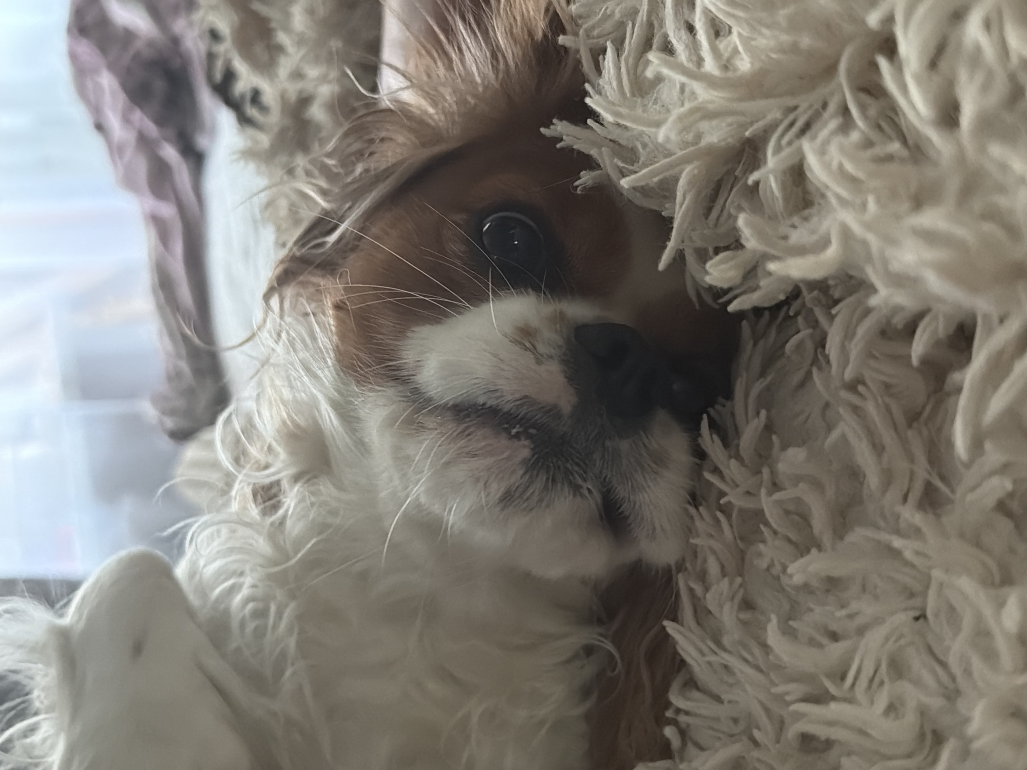 A Cavalier King Charles Spaniel dog lies amidst soft, white, shaggy material, likely a blanket or cushion. The dog's face is prominent, with brown and white fur, a dark nose, and one eye visible. The background is blurred, showing hints of a window and a light-colored surface. The location in the city of Chaikovsky, Russia is not discernible from the image.